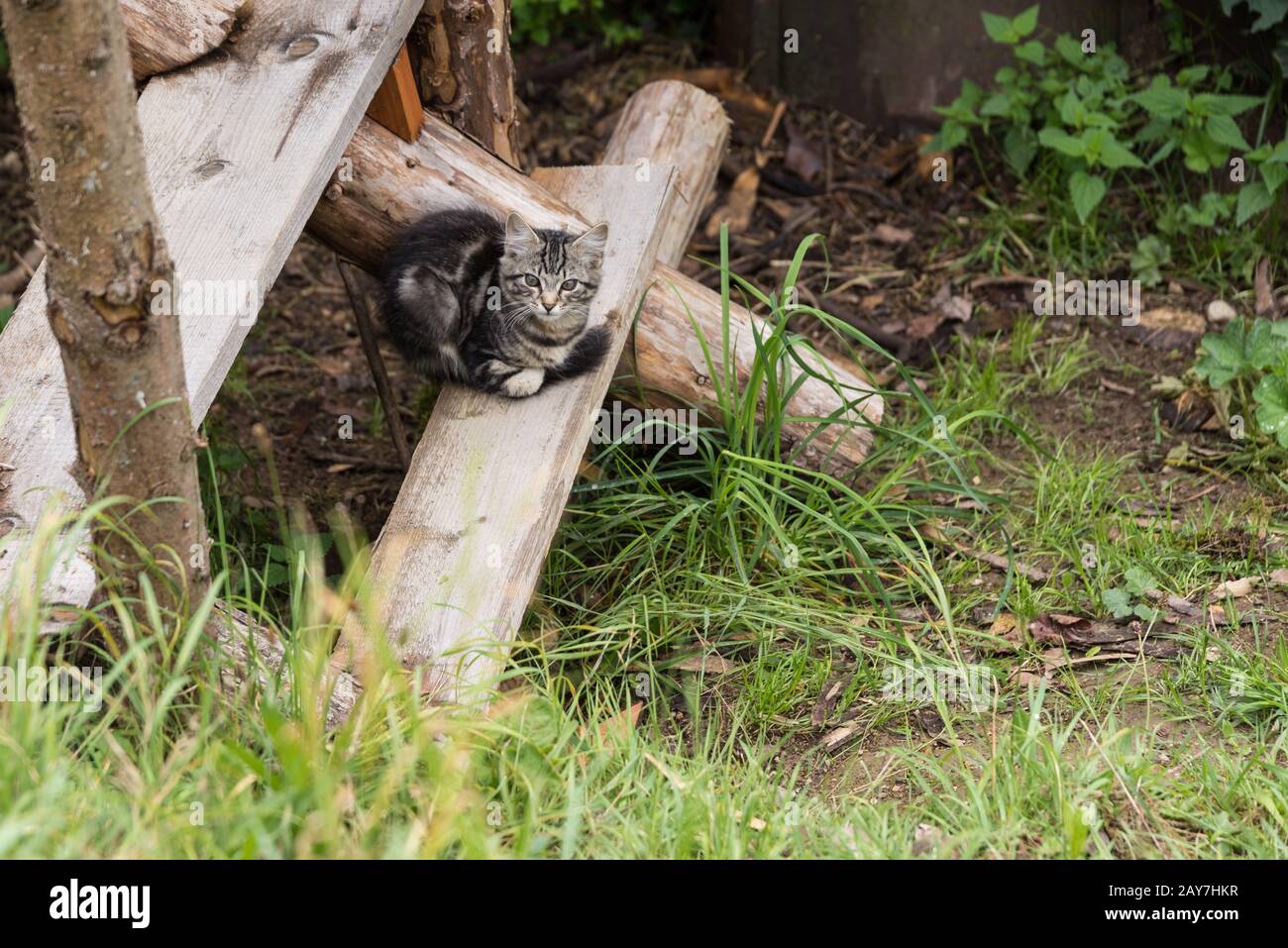 Babykatze sitzt auf einer Holztreppe im Freien Stockfoto