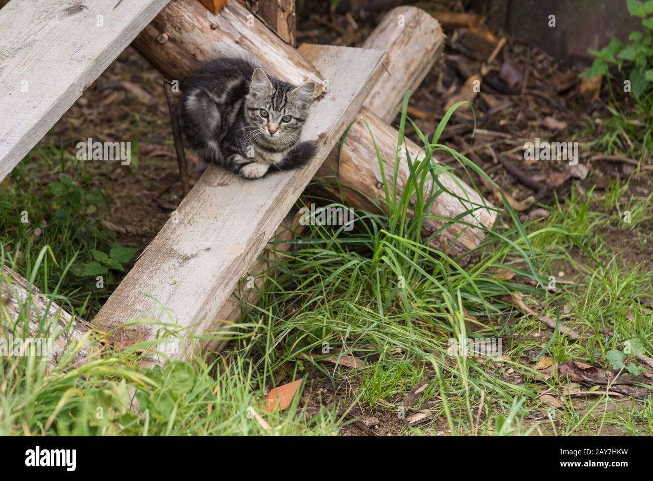 Babycat sitzt auf einer rustikalen Holztreppe im Freien Stockfoto