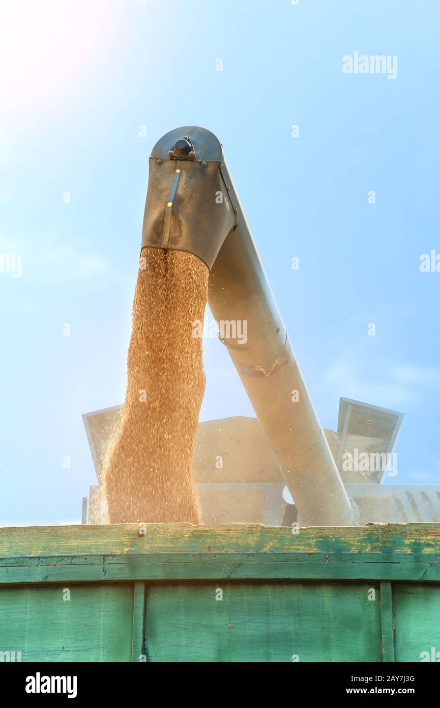 Mähdrescher in Aktion am Weizenfeld, entladen Körner Stockfoto