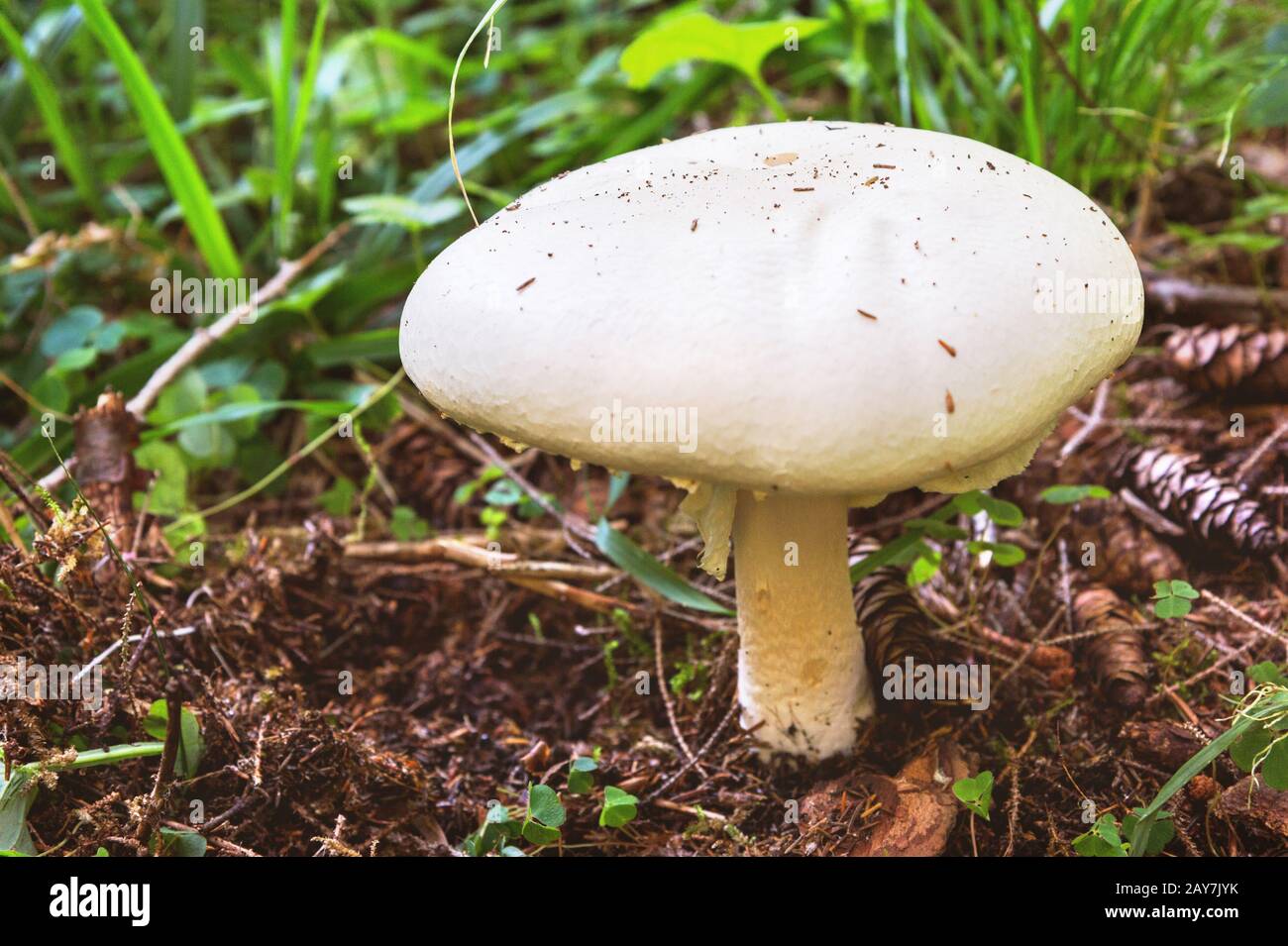 Groer weier Pilz wchst im Wald unter Gras und Moos mit Nadelbumen  Stockfotografie - Alamy