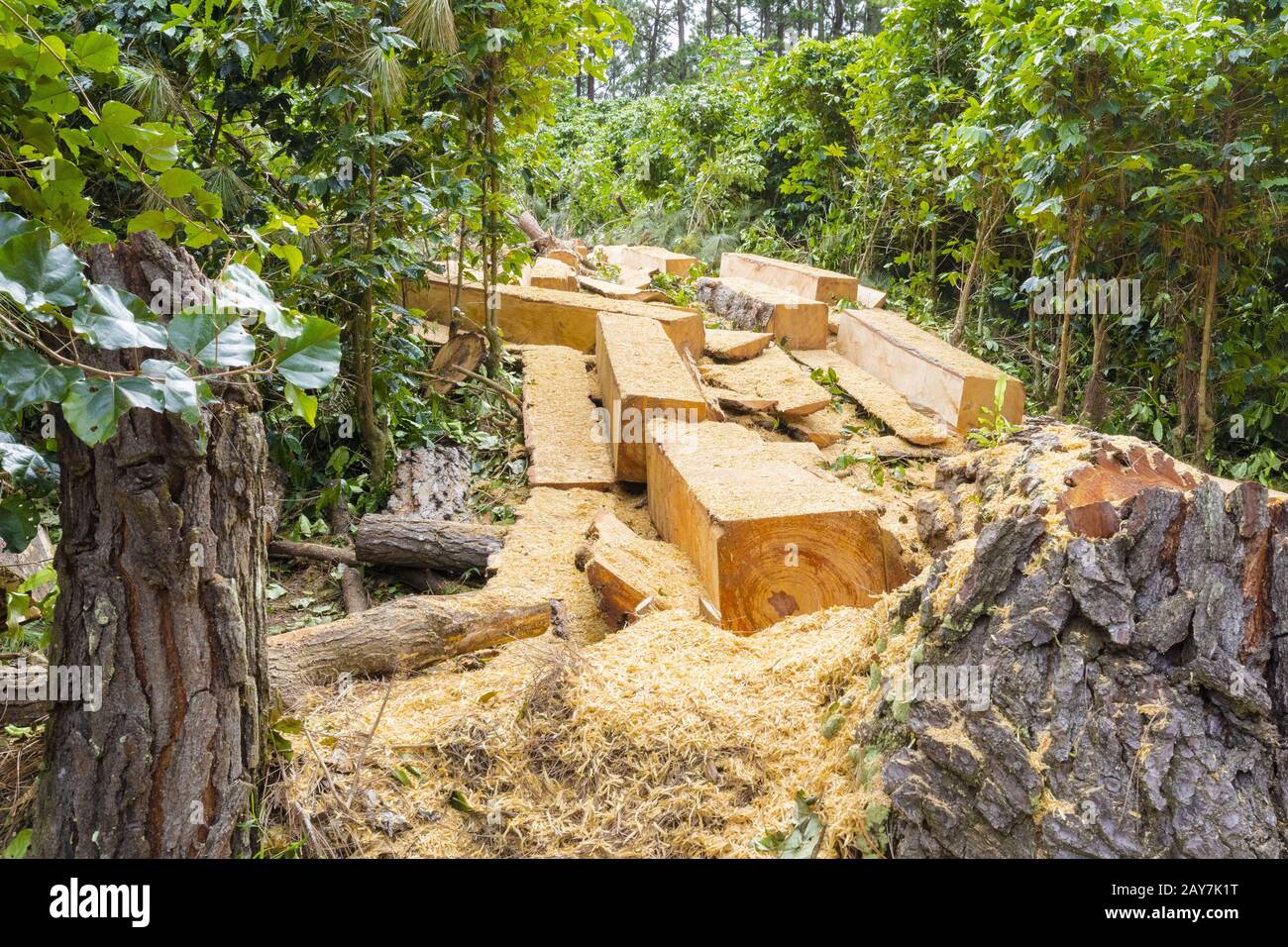 Abholzung die dauerhafte Zerstörung der Wälder, um das Land für andere Zwecke zur Verfügung zu stellen Stockfoto