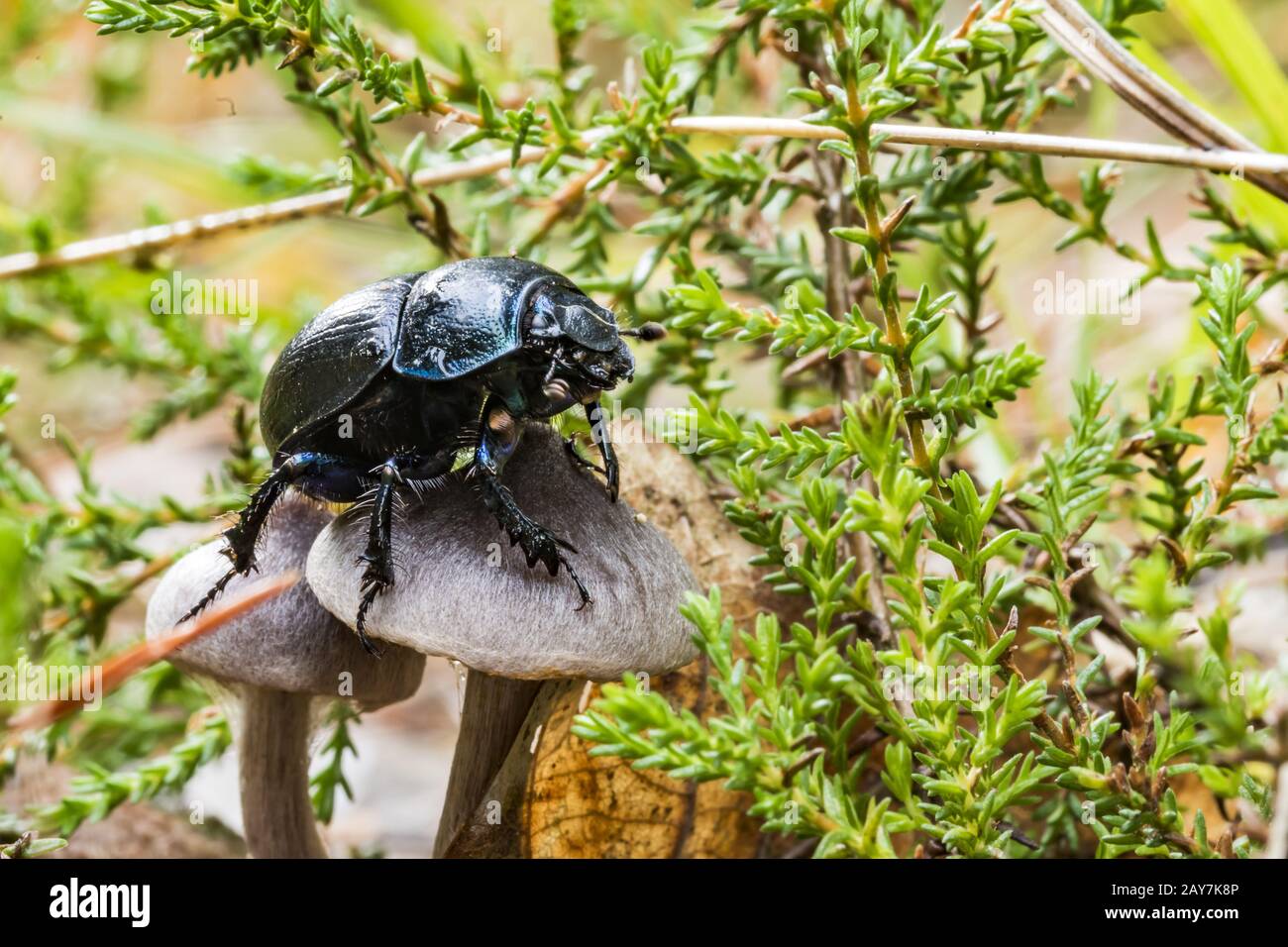 Schwarzer Dungenkäfer krabbelt auf dem Waldboden über einen Pilz Stockfoto