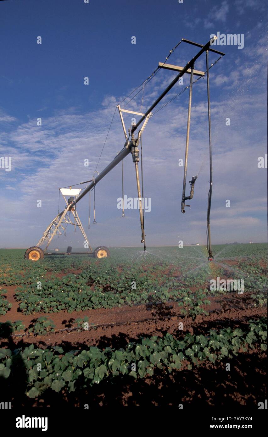 Terry County, Texas: Sommerbewässerung aus dem Ogallala Aquifer für Baumwollanbau. Texas Panhandle. ©Bob Daemmrich Stockfoto