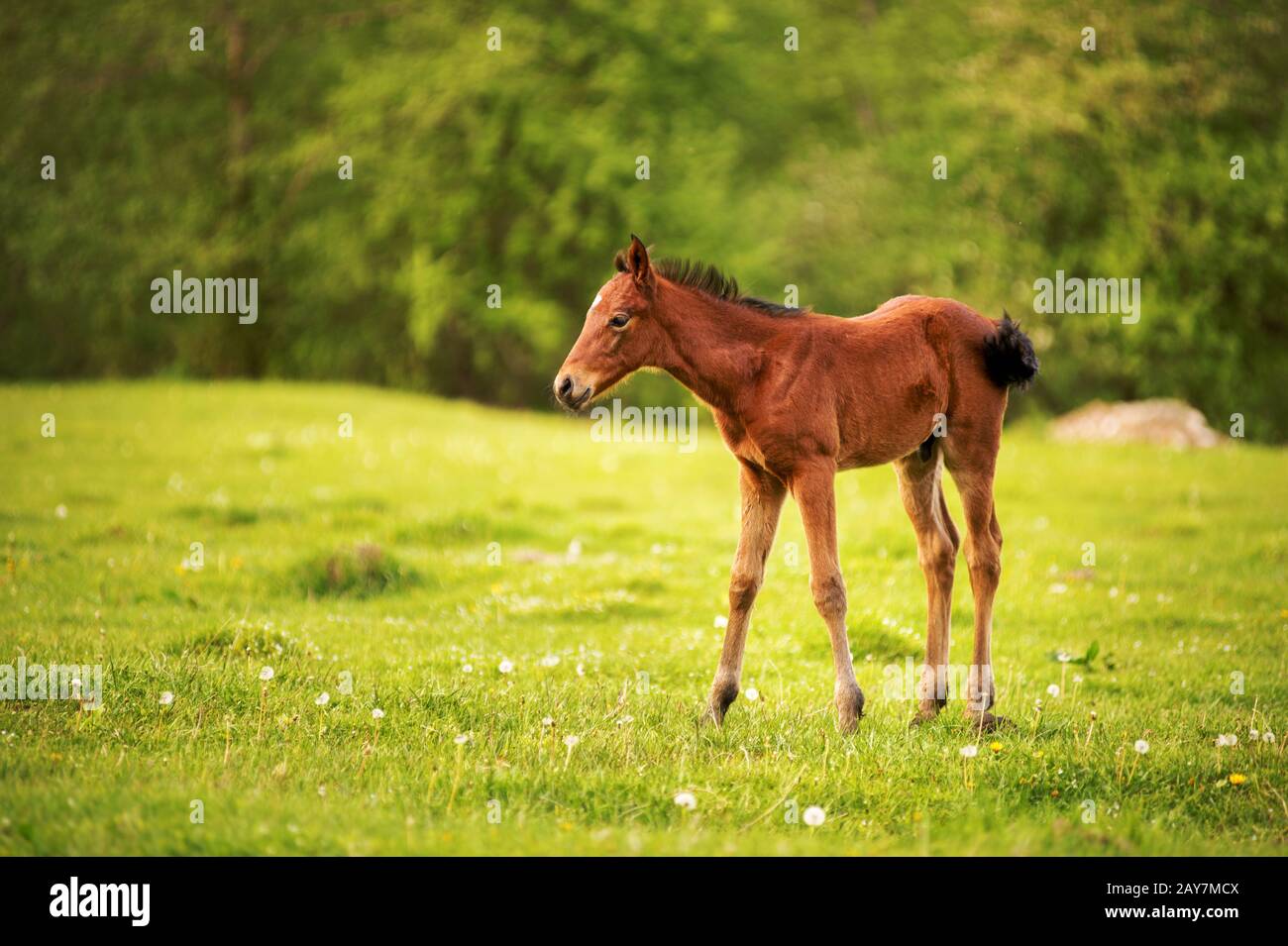 Junges Fohlen von dunkelbrauner Farbe wird auf einem grünen Feld vor dem Hintergrund eines jungen Waldes in den Strahlen des Setting su graziert Stockfoto