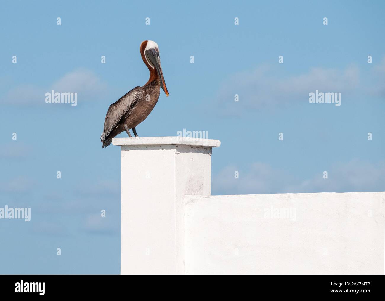 Ein einzelner Pelikan (pelecanus) sitzt im Sonnenschein an einer weißen Betonwand gegen einen blauen Himmel. Stockfoto