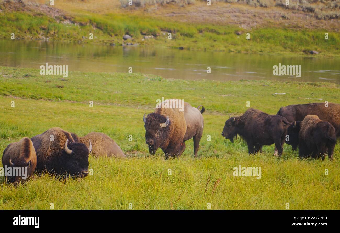 Amerikanischer Bisonbüffel im Yellowstone-Nationalpark am Gras Stockfoto