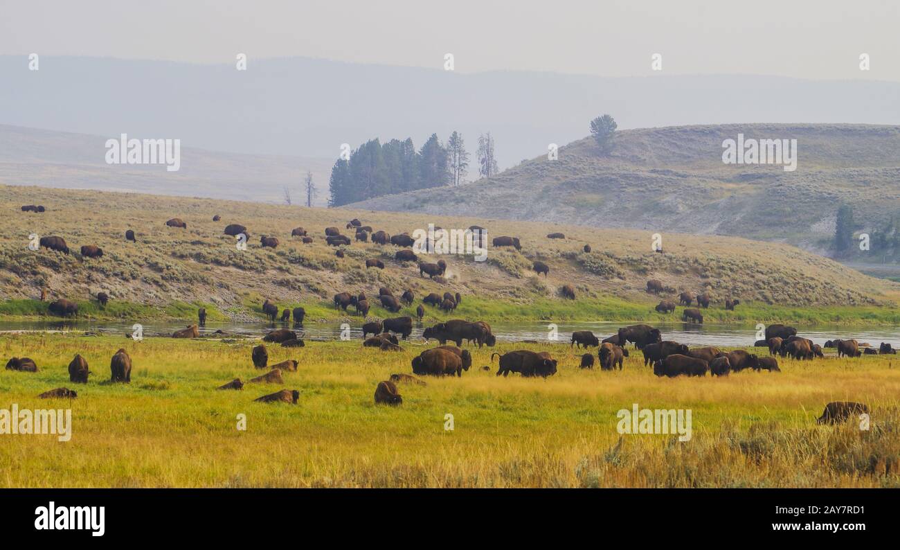 Amerikanischer Bisonbüffel im Yellowstone-Nationalpark am Gras Stockfoto
