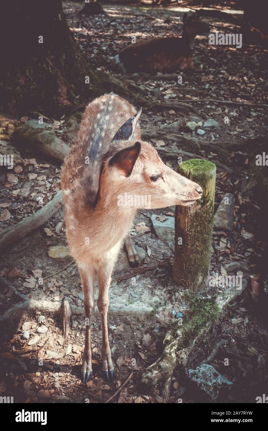 Sika fawn Deer Park Wald in Nara, Japan Stockfoto
