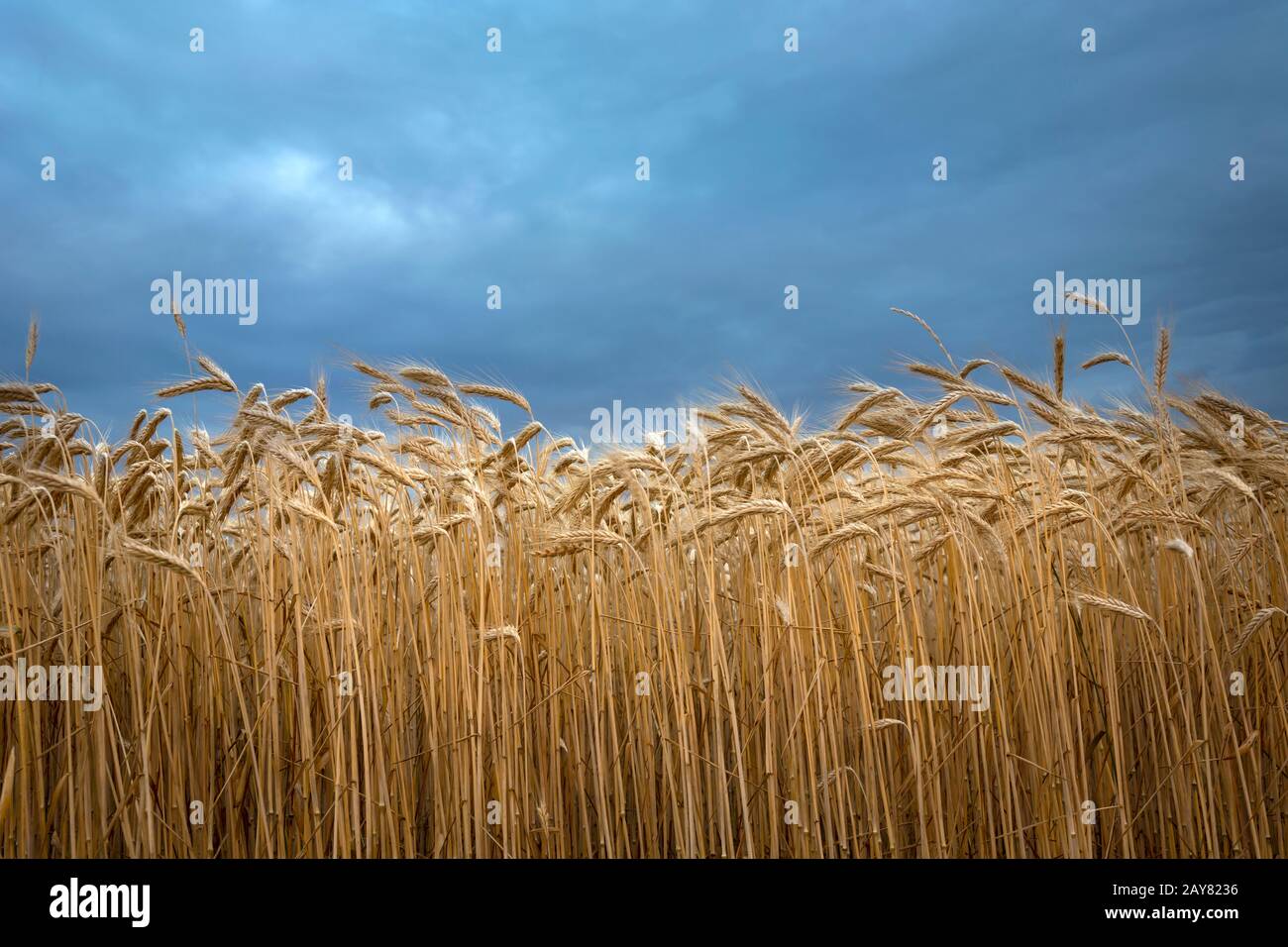 Nahaufnahme von tritikaltem und bewölktem Himmel Stockfoto