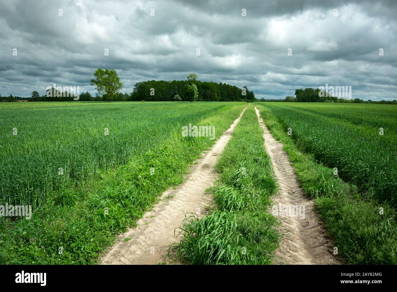 Frische grüne Felder mit Getreide und grauen Wolken am Himmel Stockfoto
