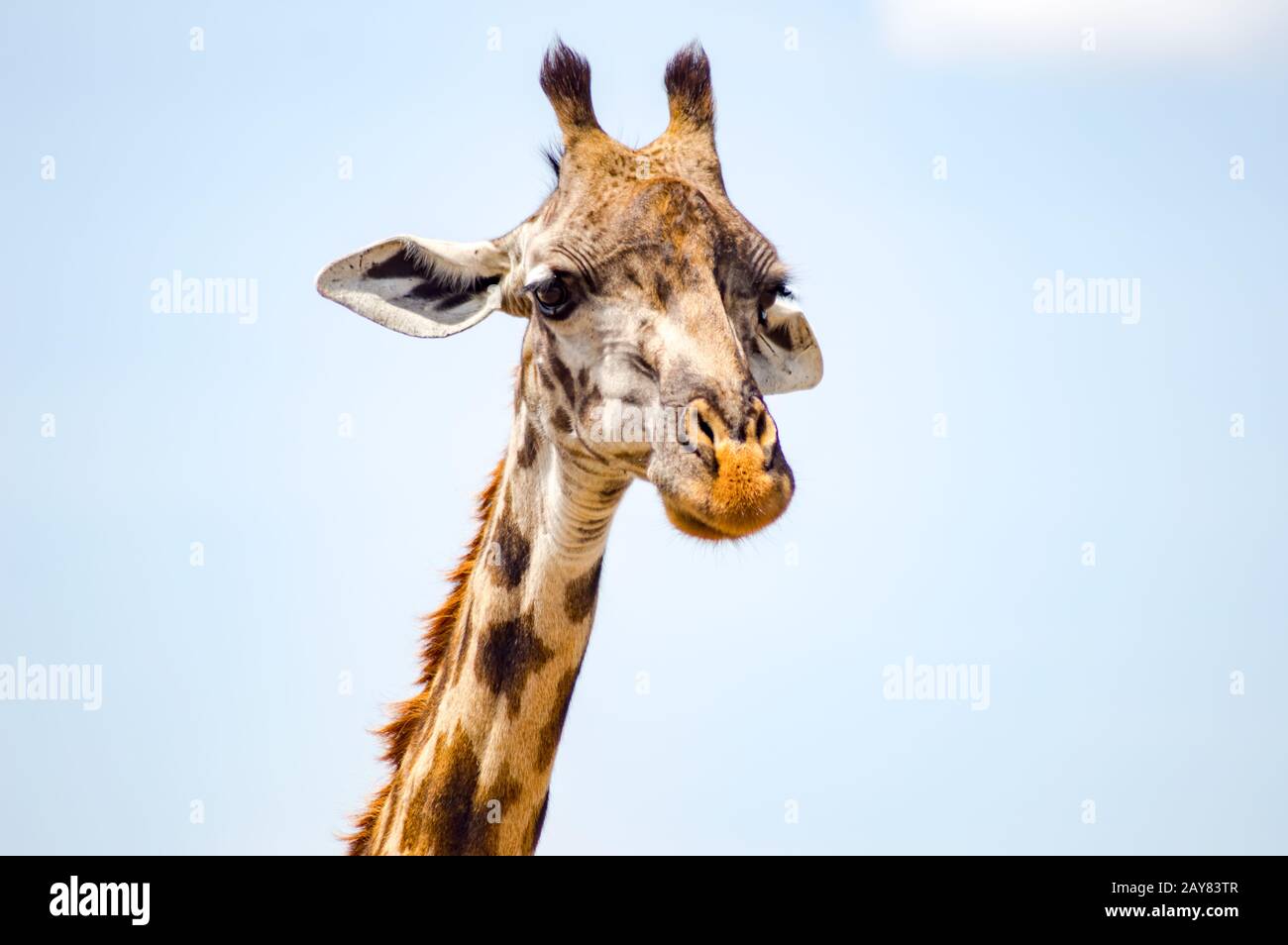 Isolierte Giraffe in der Nähe von Acacia im Park von Mara Kenia Stockfoto