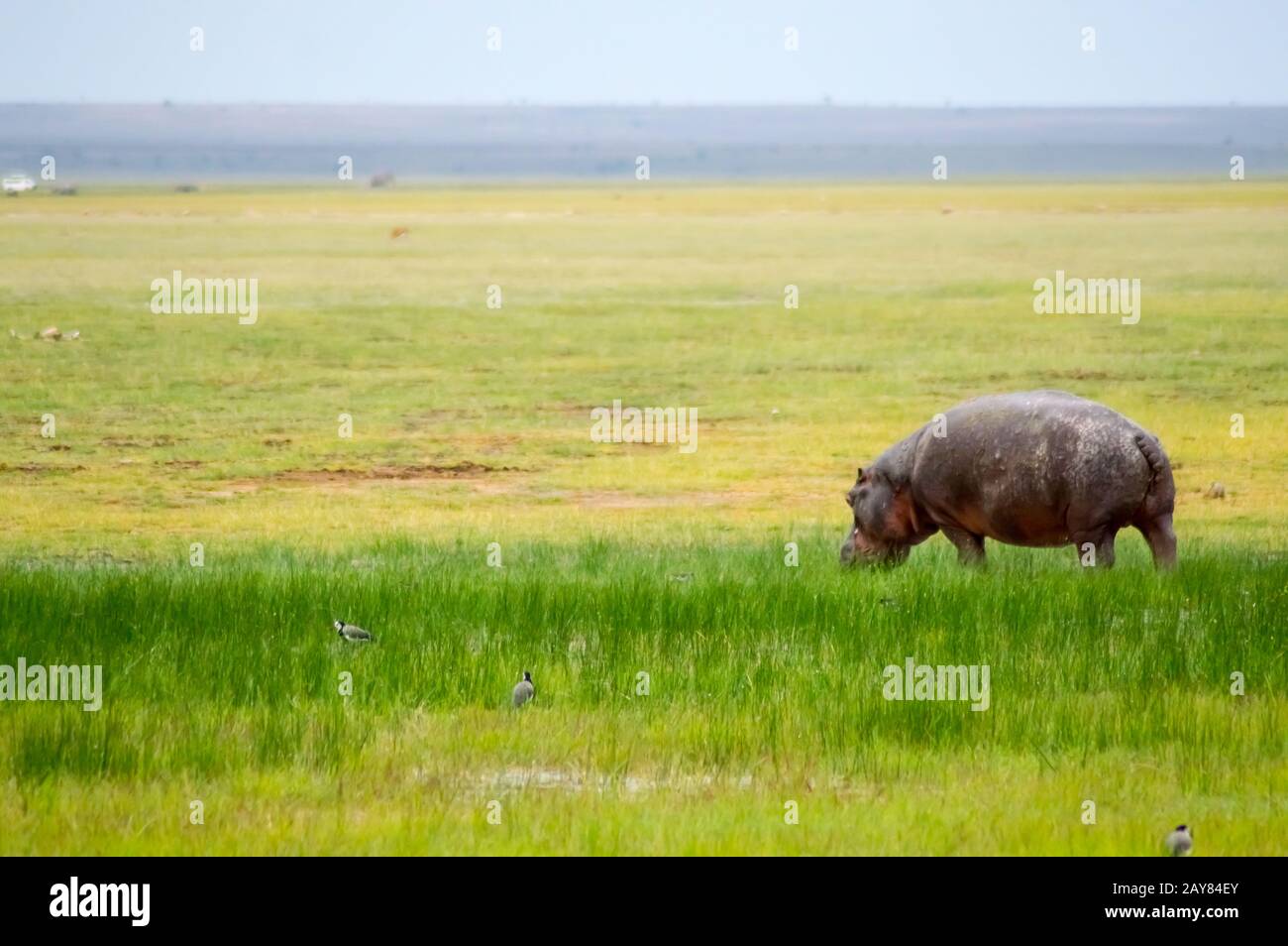 Isolierte hippopotamus grasen in der Savanne in den Sümpfen des Amboseli Park in Kenia Stockfoto
