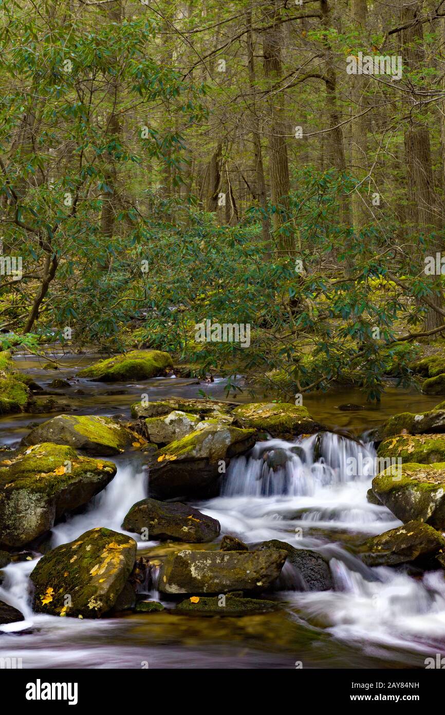 Little PoE Creek im Bald Eagle State Forest, Pennsylvania Stockfoto