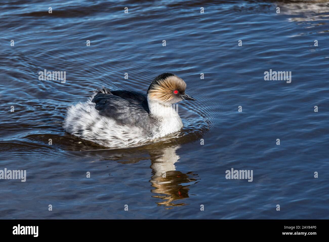 Silvery Grebe, Podiceps occipitalis, Schwimmen auf Long Pond, Sea Lion Island, Falkland Islands, South Atlantic Ocean Stockfoto