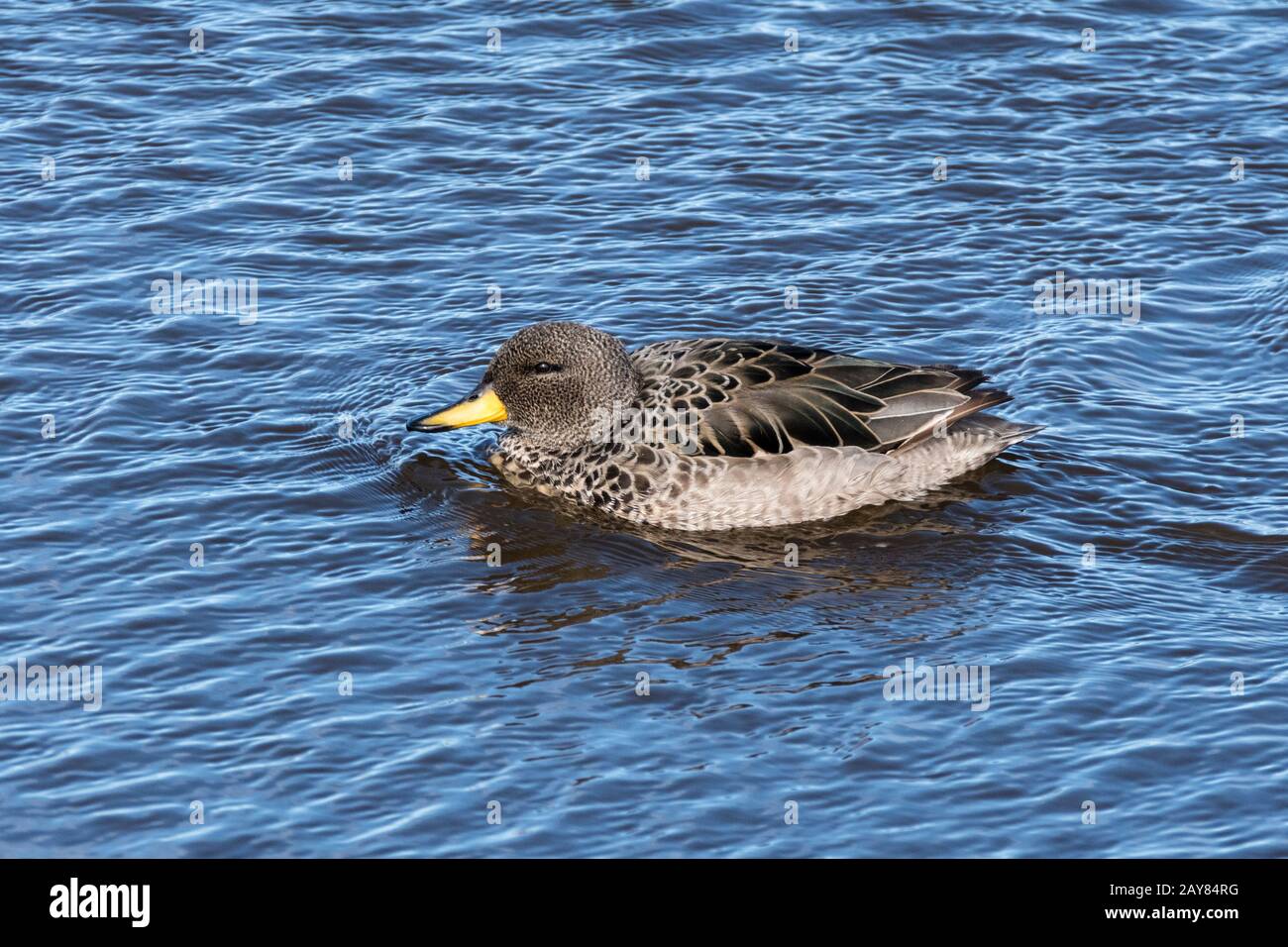 Ein einsamer Gelb-Teal, Anas flavirostris, Schwimmen auf Long Pond, Sea Lion Island, Falkland Islands Stockfoto