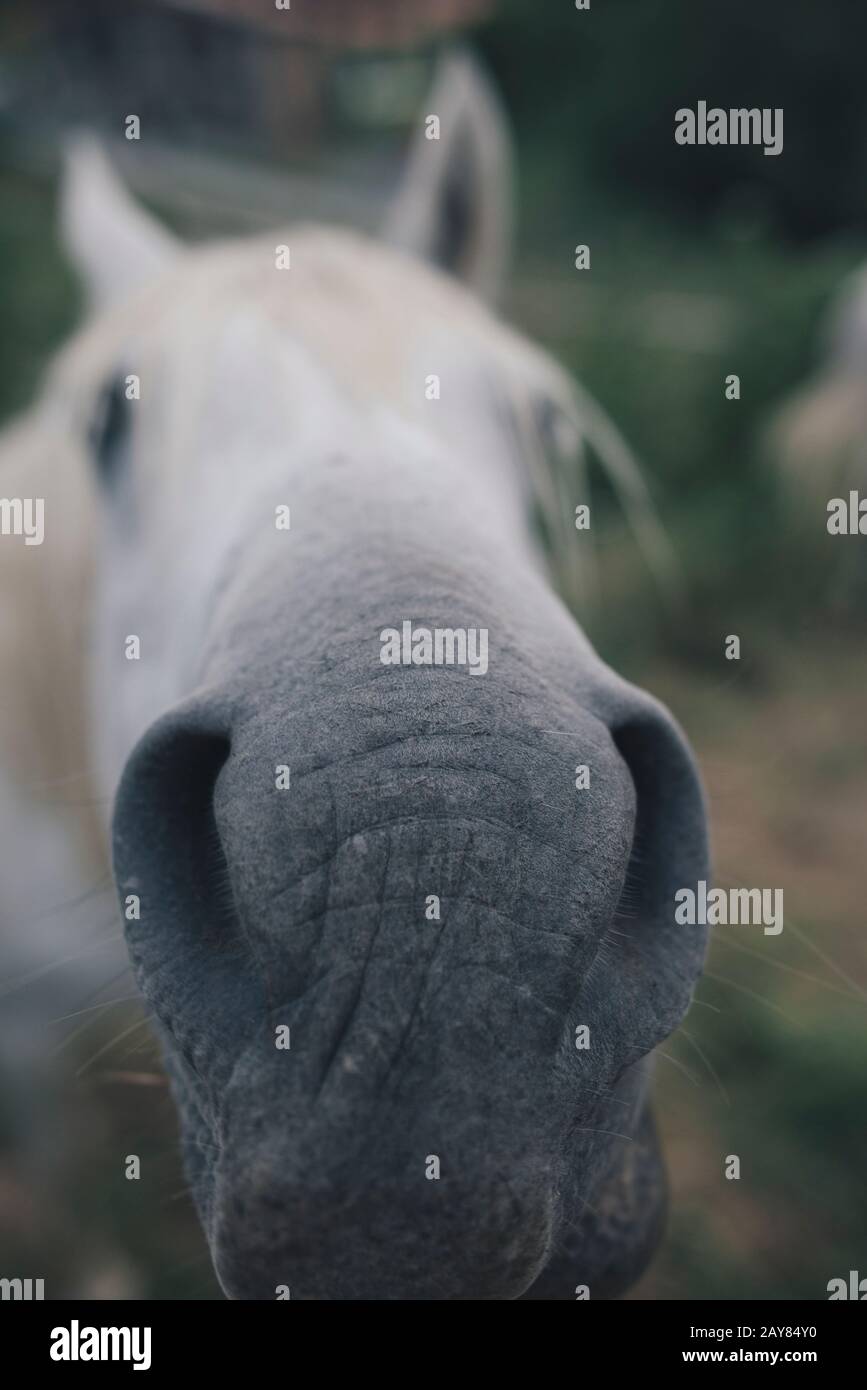 Pferd in der Natur. Porträt eines Pferdes Stockfoto