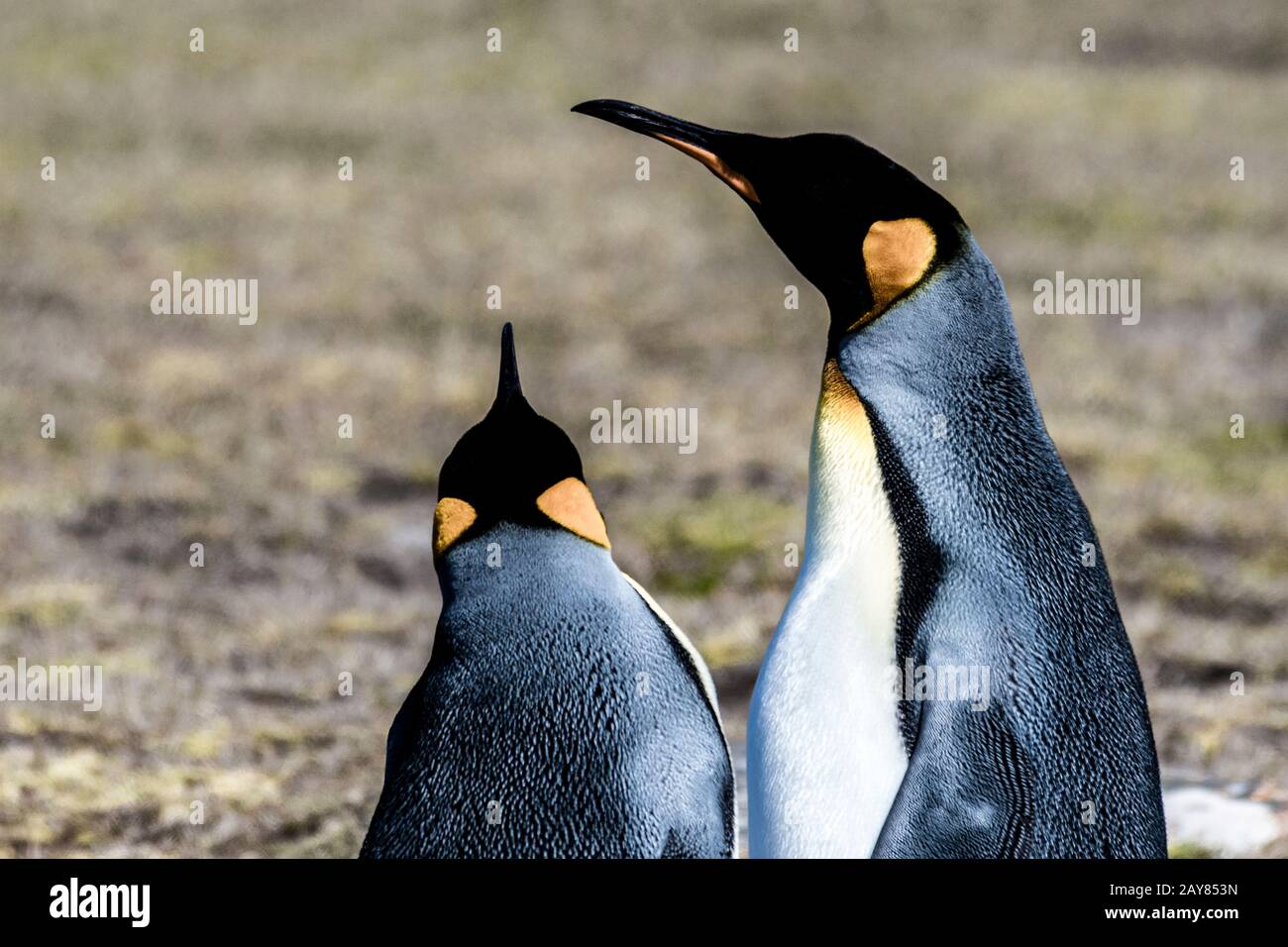 Nahaufnahme eines Paares von King Penguins, Aptenodytes patagonicus, Saunders Island, Falklandinseln, britisches Überseegebiet Stockfoto