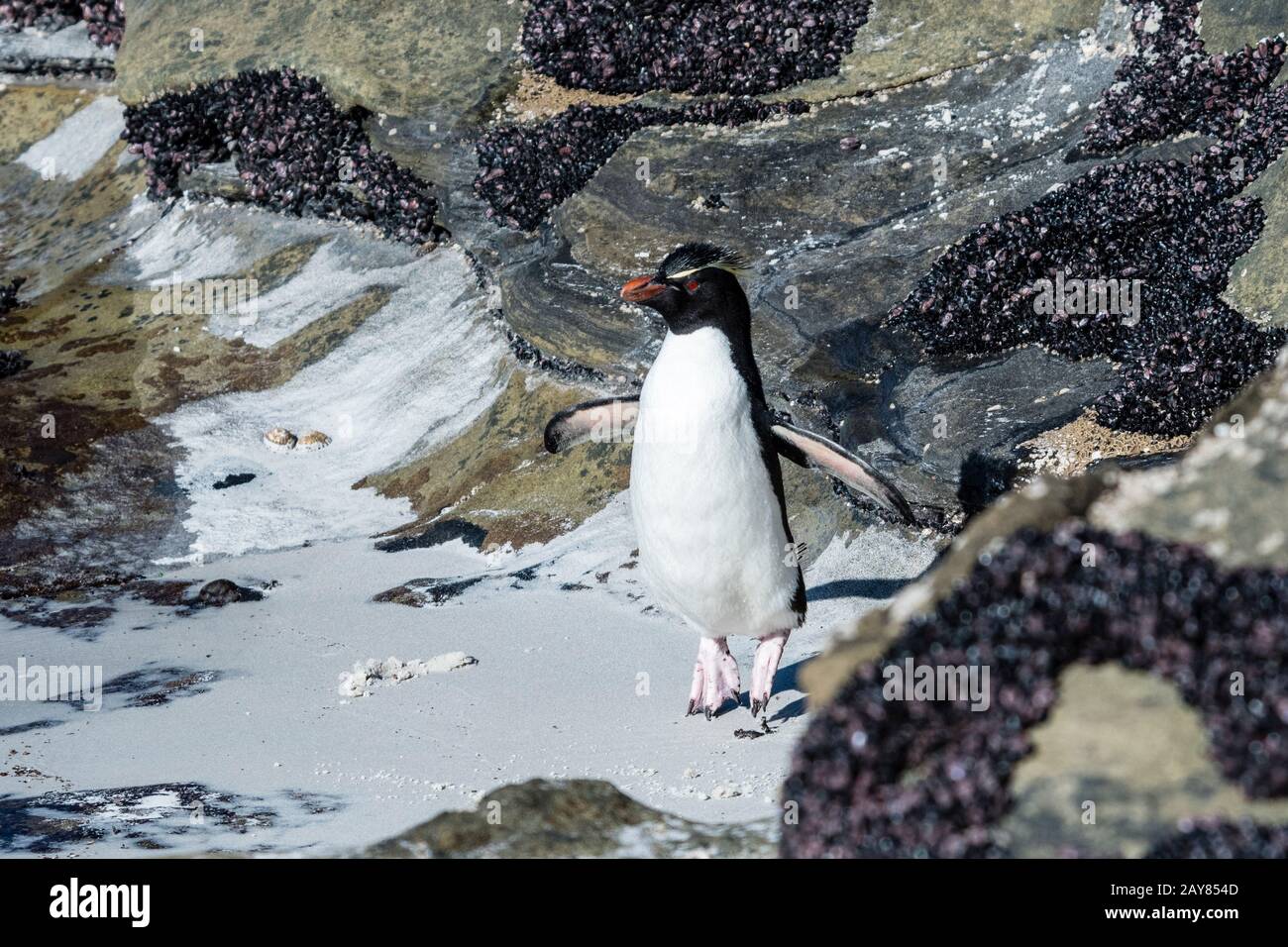 Südliches Rockhopper Penguin, Eudyptes (Chrysocome)-Chrysocome, Hopping, Sprung am Hals von Saunders Island, Falklandinseln, Südatlantischer Ozean Stockfoto