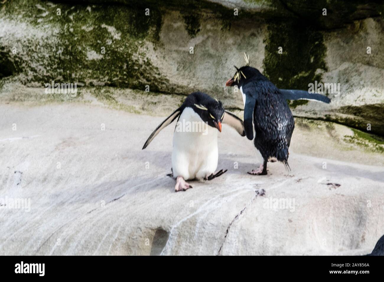 Zwei Southern Rockhopper Penguins, Eudyptes (Chrysocome) Chrysocome, auf den Klippen am Hals von Saunders Island, Falkland Islands, Südatlantik Stockfoto