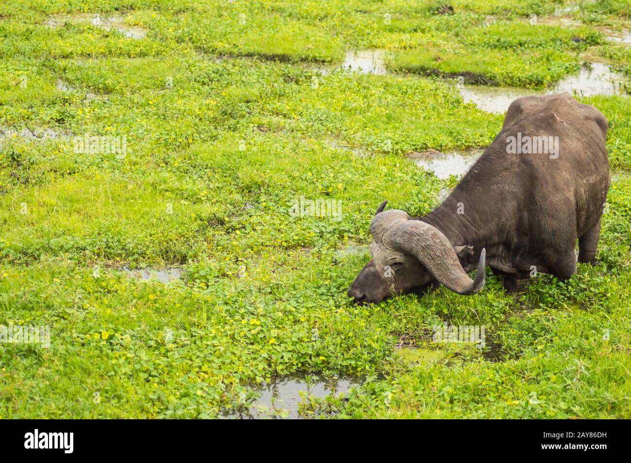 Büffel grasen in der Savanne in den Sümpfen des Amboseli Park in Kenia Stockfoto