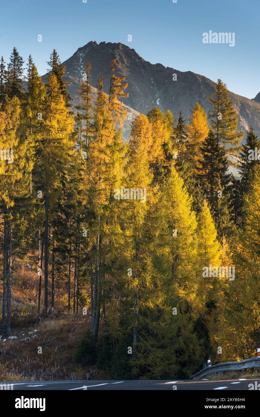 Herbstlaub in Wald und hohen Tatra-Bergen, Slowakei und Polen Stockfoto