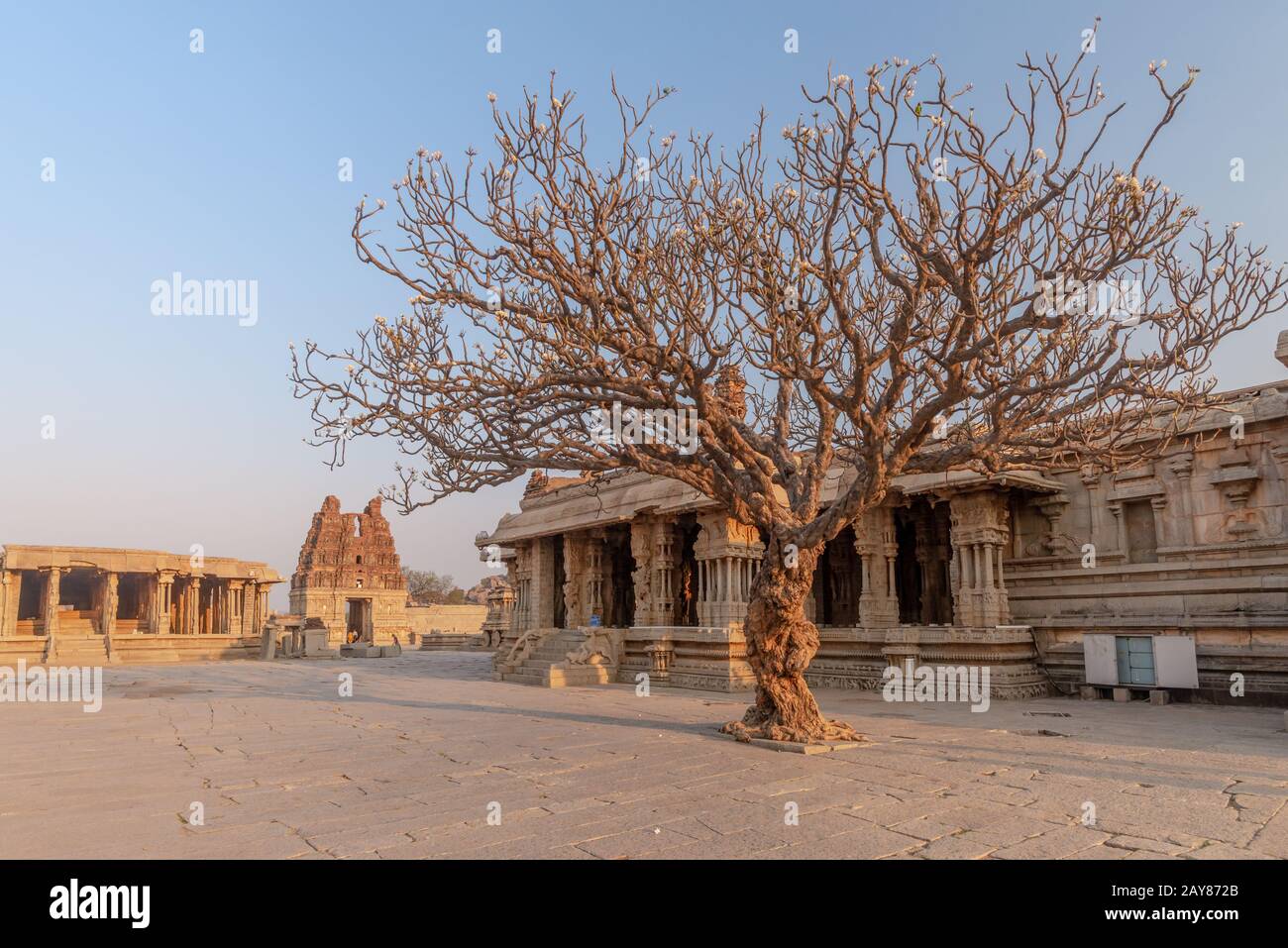 Sehr alter Frangipani-Baum vor einem Tempel, bei Sonnenuntergang ohne Menschen eingenommen, Hampi Indien Stockfoto