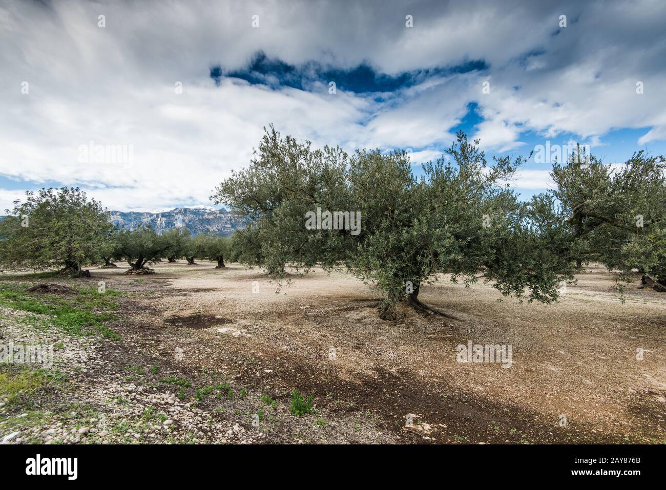 Alte Olivenbäume in anciens Orchand Stockfoto