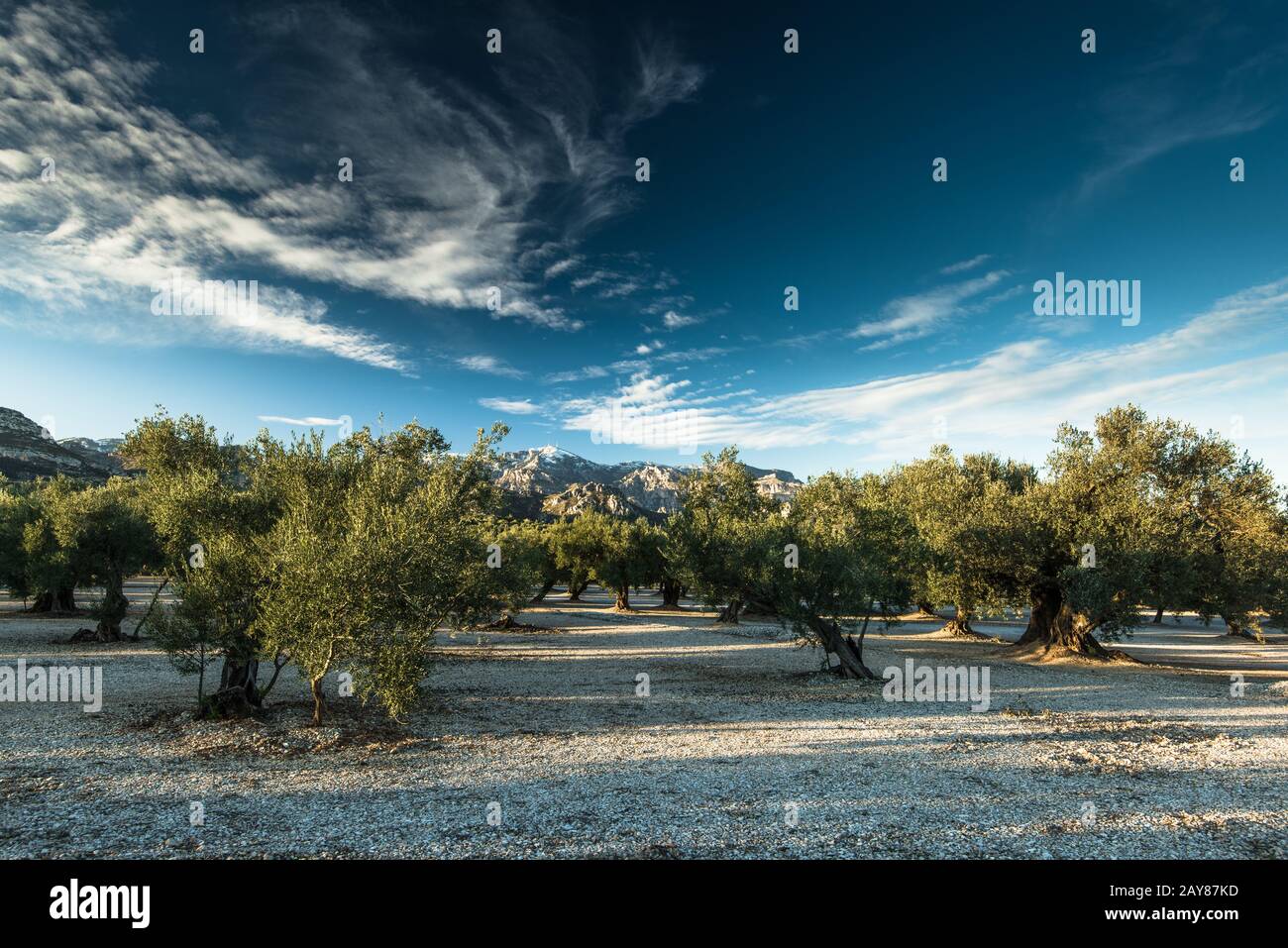 Olivenbäume und blauer Himmel Stockfoto