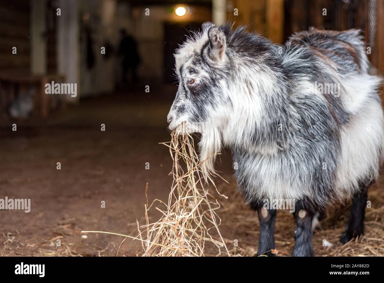 Eine junge Ziege in der Scheune nimmt Heu zur Nahrung Stockfoto