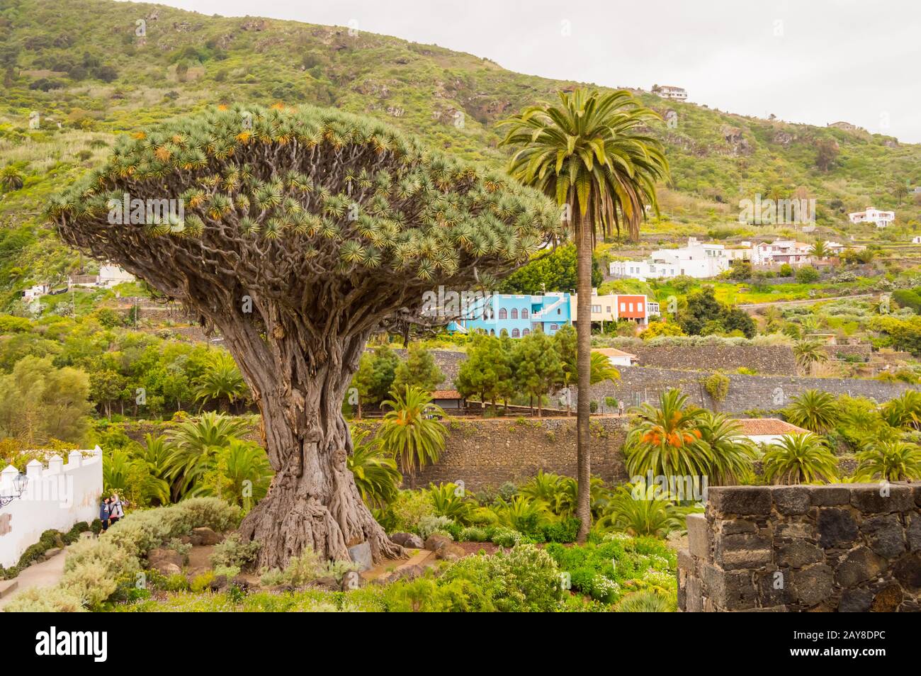 Tausendjhriger Drachenbaum in Icod de los Vinos. Teneriffa Spanien  Stockfotografie - Alamy