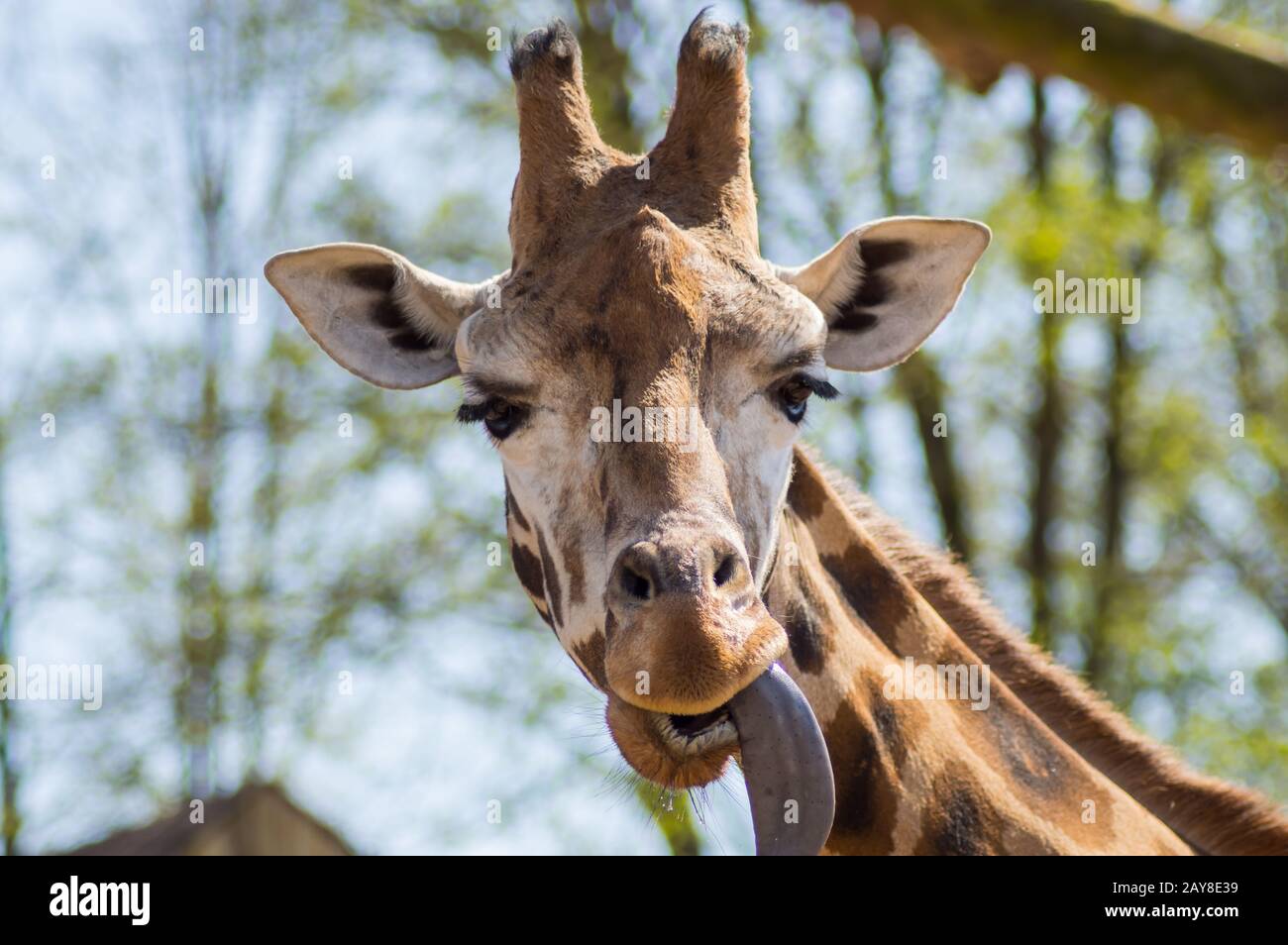 Warum Haben Giraffen Eine Blaue Zunge www.alamy.de