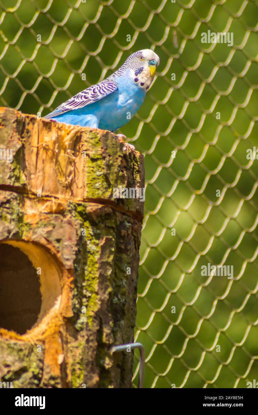 Blauer Sittich, der in einer Tierwelt auf seinem Nest sitzt Stockfoto