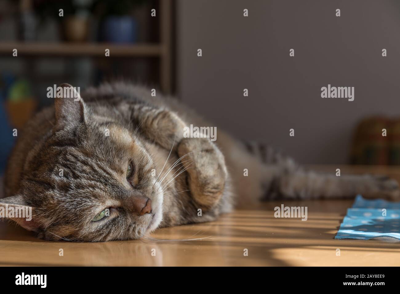 Graue Tabby-Hauskatze liegt müde am Tisch - nah dran Stockfoto