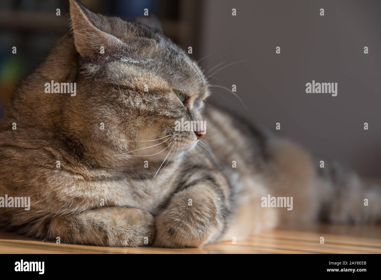 Graue Tabby-Hauskatze liegt mit müdem Blick auf den Tisch - Nahaufnahme Stockfoto