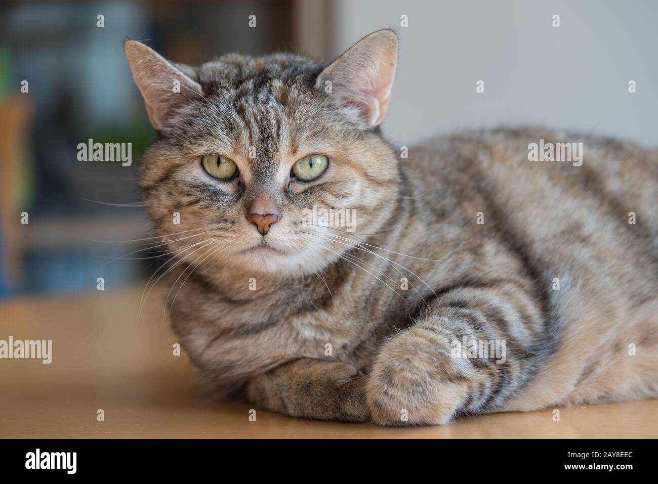 Graue Tabby-Hauskatze liegt mit aufmerksamem Blick am Tisch Stockfoto