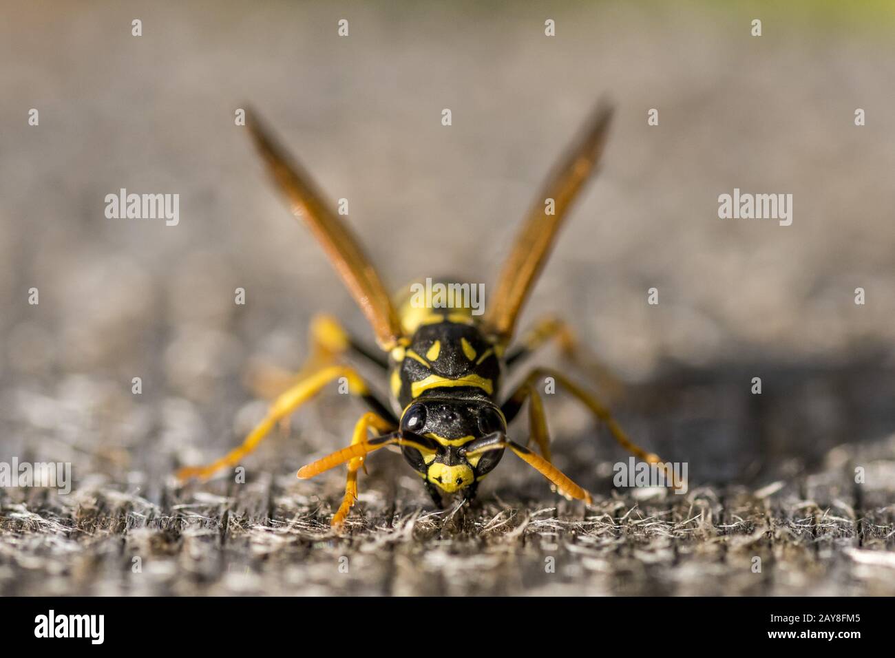 Porträt einer Wespe mit grauem unscharfen Hintergrund Stockfoto