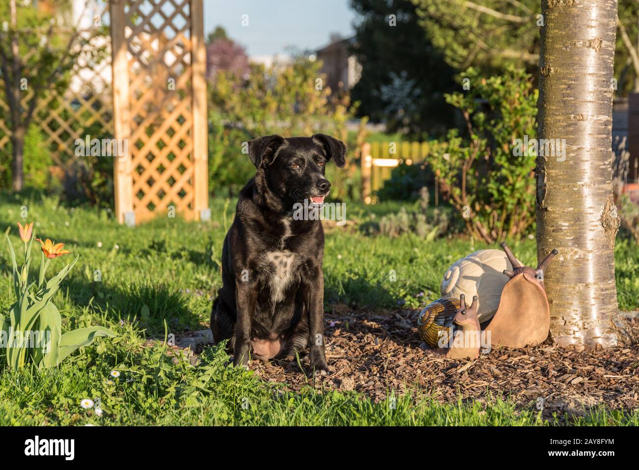 Im Garten sitzender schwarzer Hund mit dekorativen Riesenschnecken Stockfoto