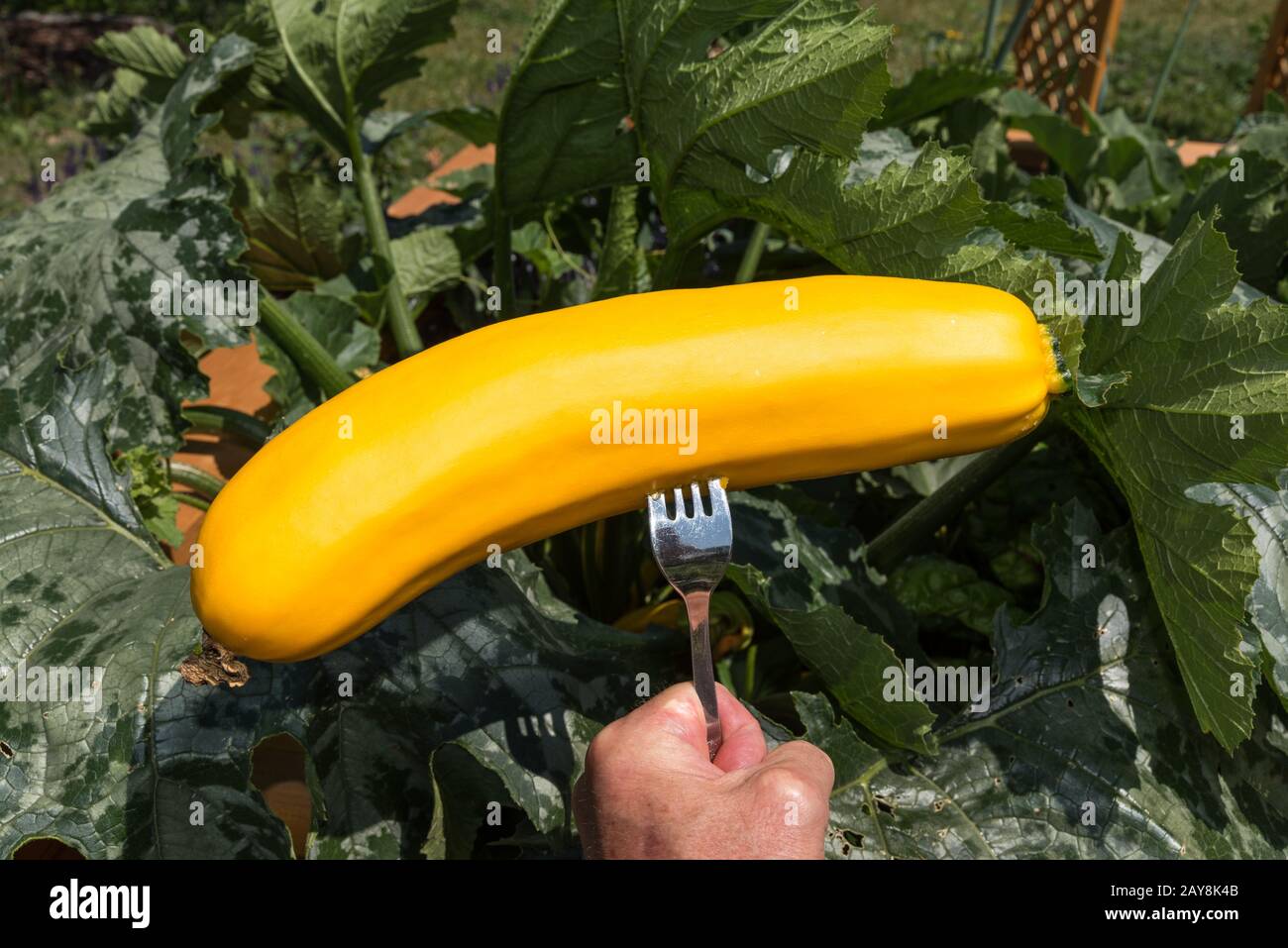 Person, die Zucchini im Garten frisch auf der Gabel geerntet hält - Nahaufnahme Stockfoto