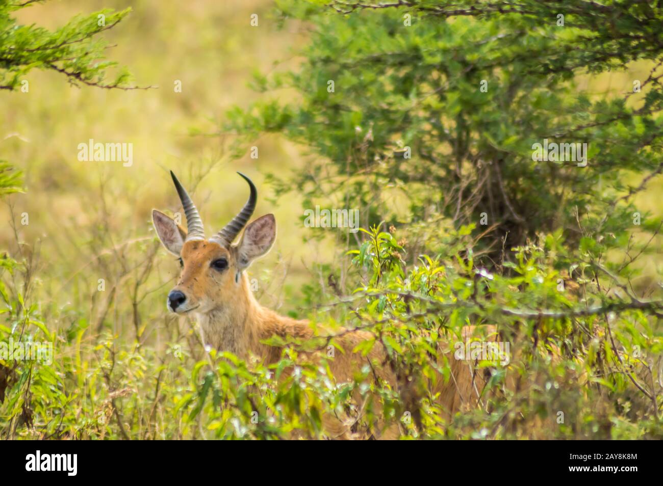 Impala im Savannenschrub von Nairobi Stockfoto