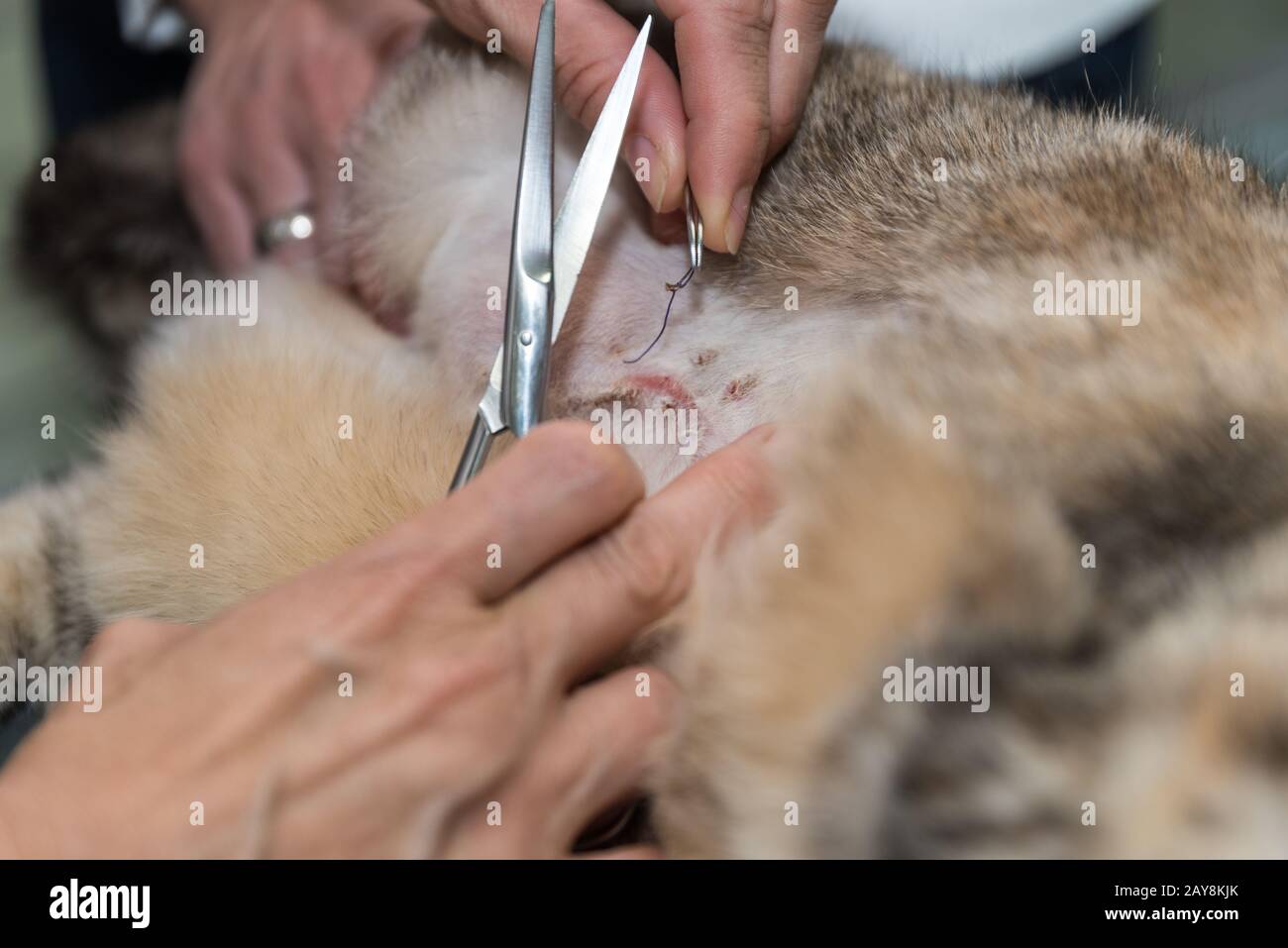 Die graue Hauskatze wird von einem Tierarzt operiert und genäht Stockfoto