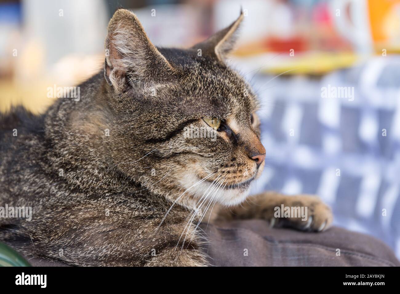 Entspannt liegende graue Hauskatze - Porträt Stockfoto
