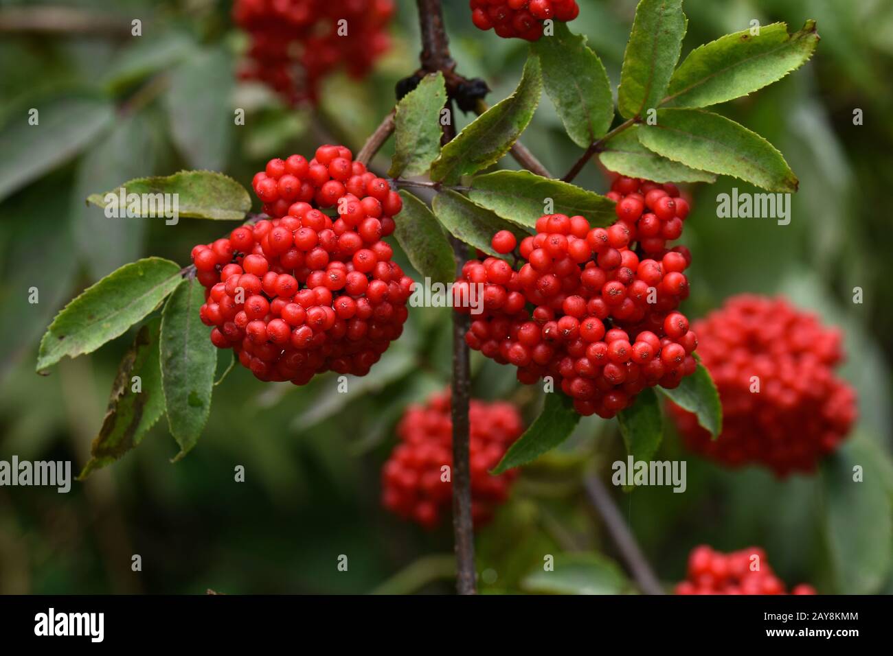 Rote Elderbeere, europäischer Rotältester, Scharlachältester, Elderbeere, Stockfoto