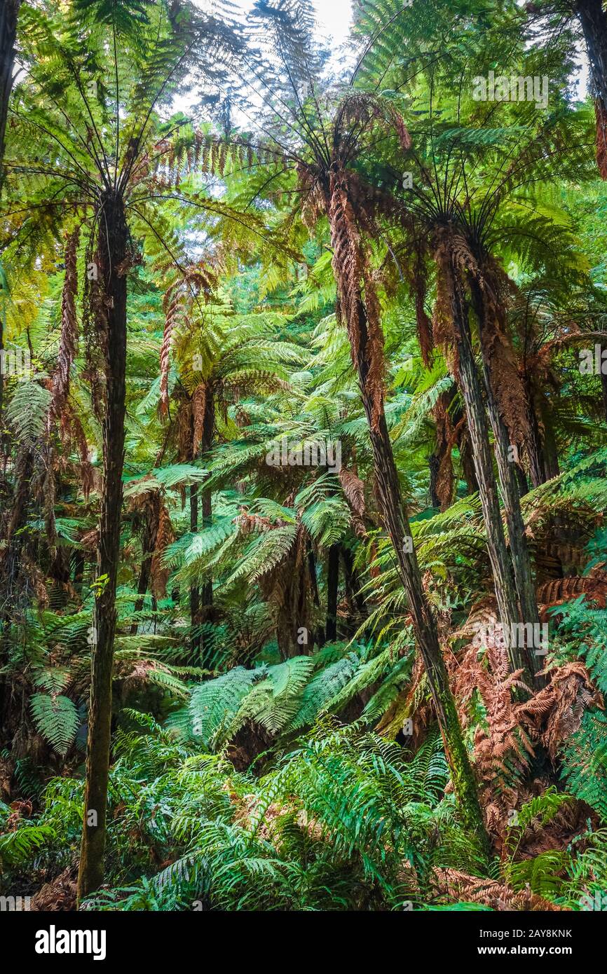 Riesige Farne im Redwood Forest, Rotorua, Neuseeland Stockfoto