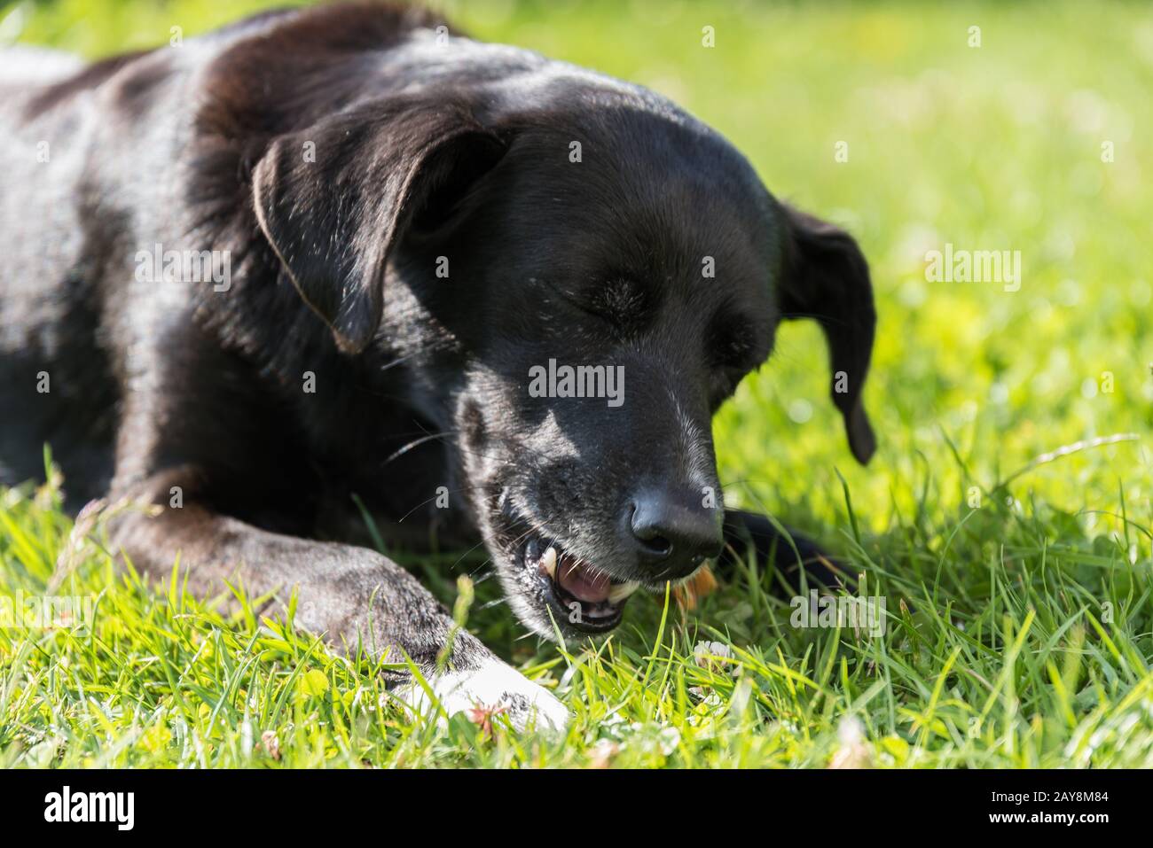 Schwarzer Hund kaut im Gras liegende Kauknochen - Nahaufnahme Hundeporträt Stockfoto