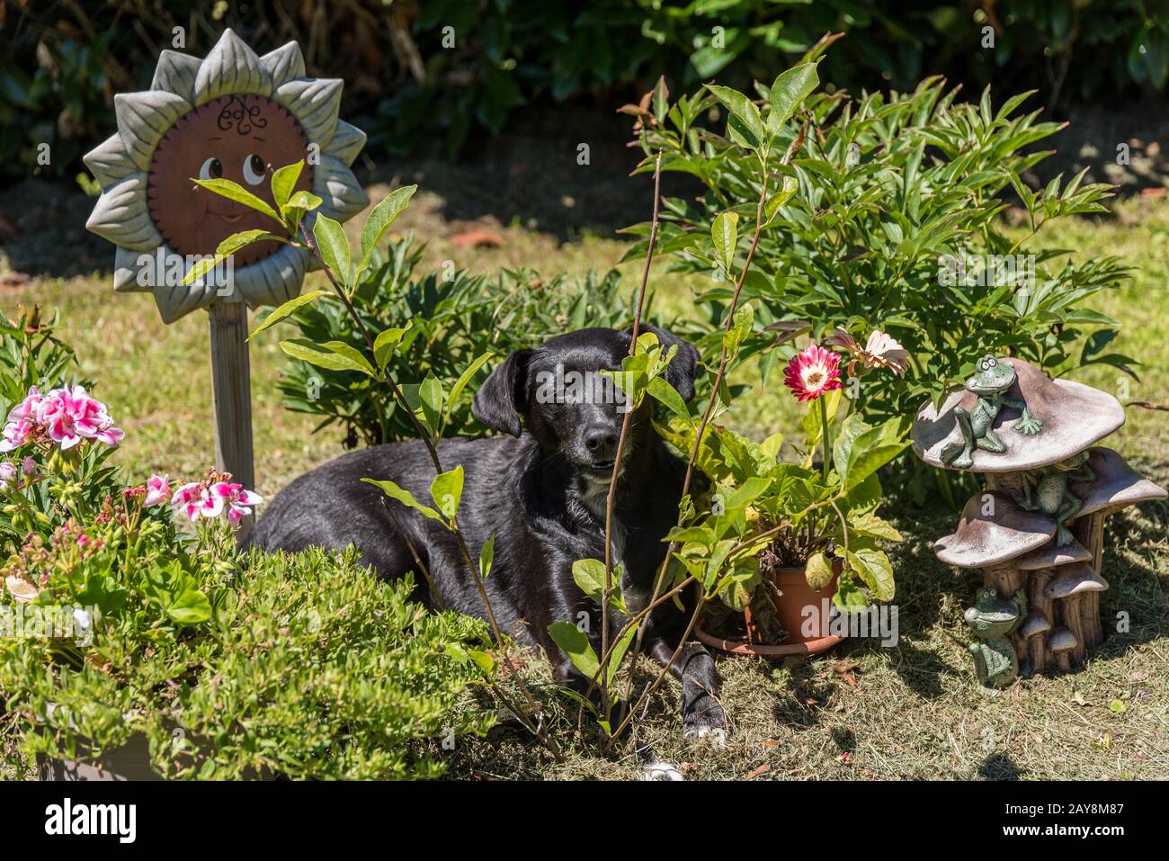 Der schwarze Hund liegt entspannt im Garten zwischen Pflanzen und Dekorationen Stockfoto