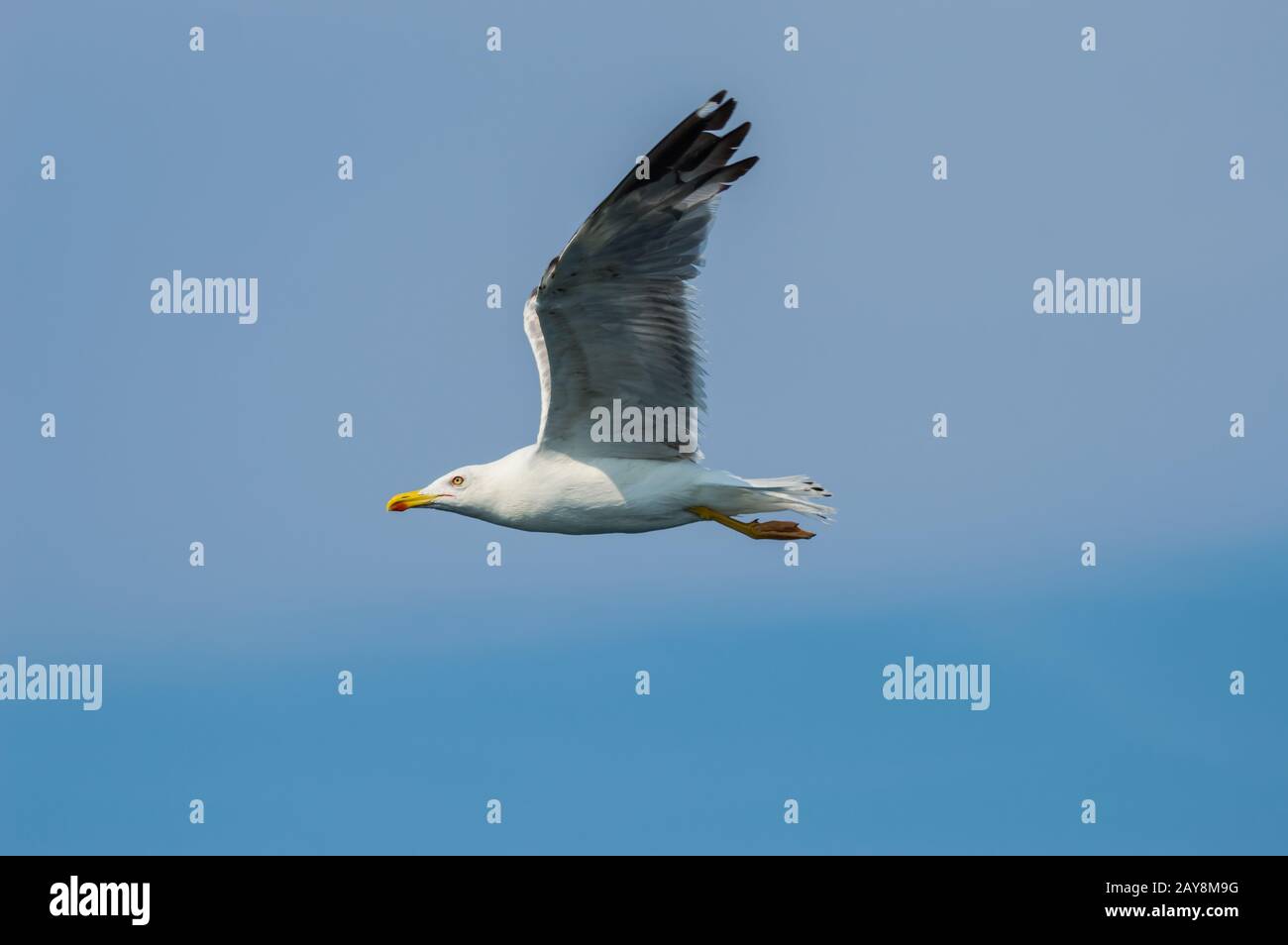 Möwe im Flug mit im Profil ausgebreiteten Flügeln Stockfoto