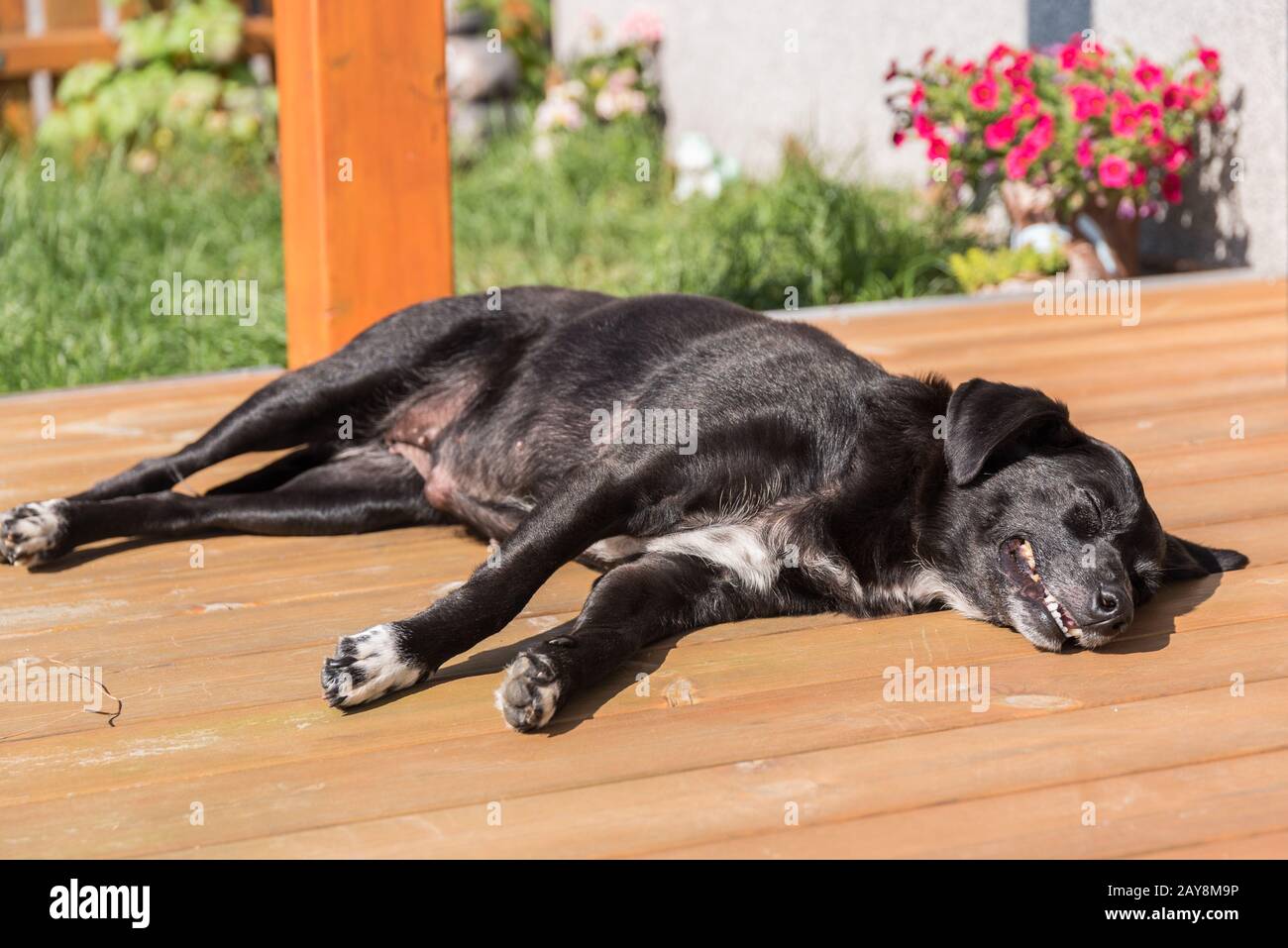 Schwarzer Hund liegt entspannt in der strahlenden Sonne Stockfotografie -  Alamy