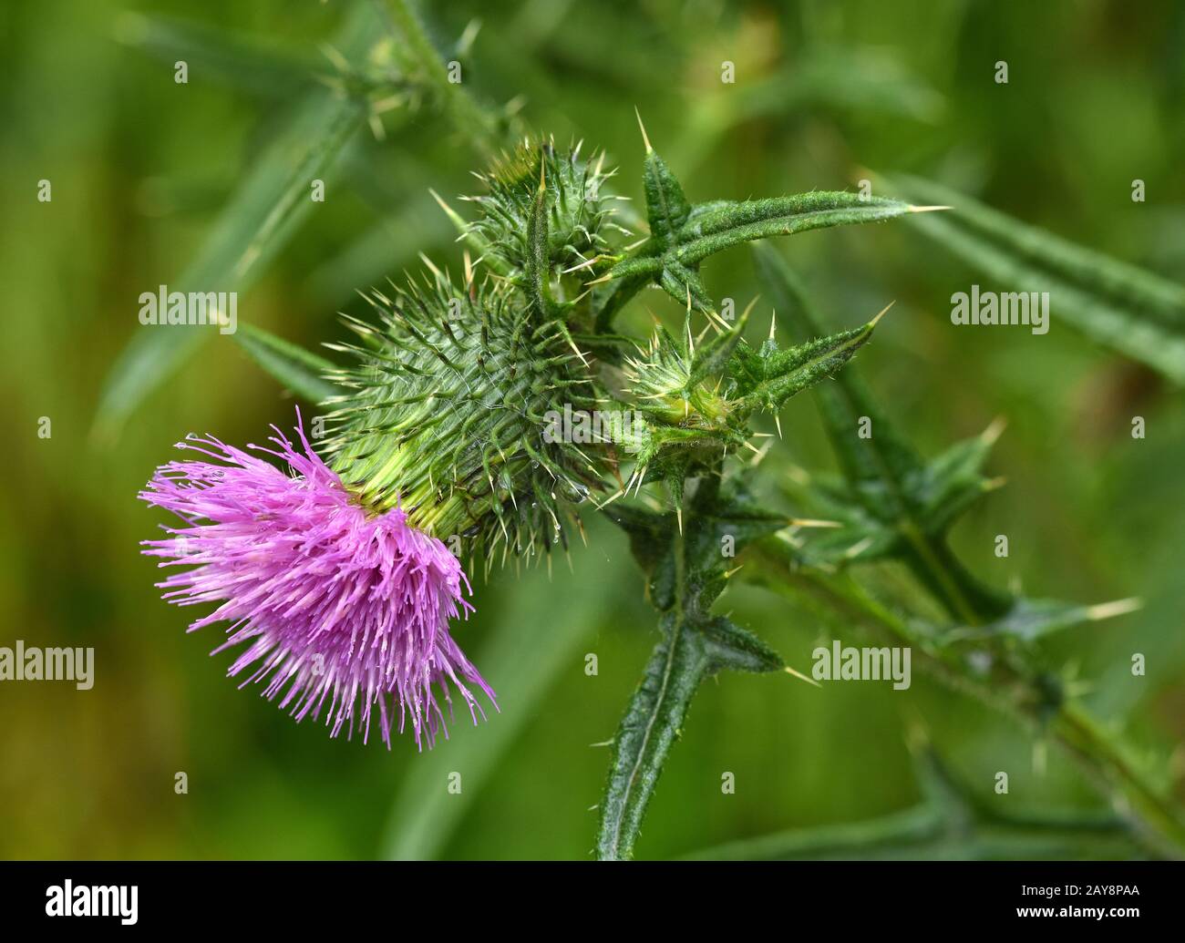 Geschweifte, flockige Distel, geschweifte und flockige Distel, Stockfoto