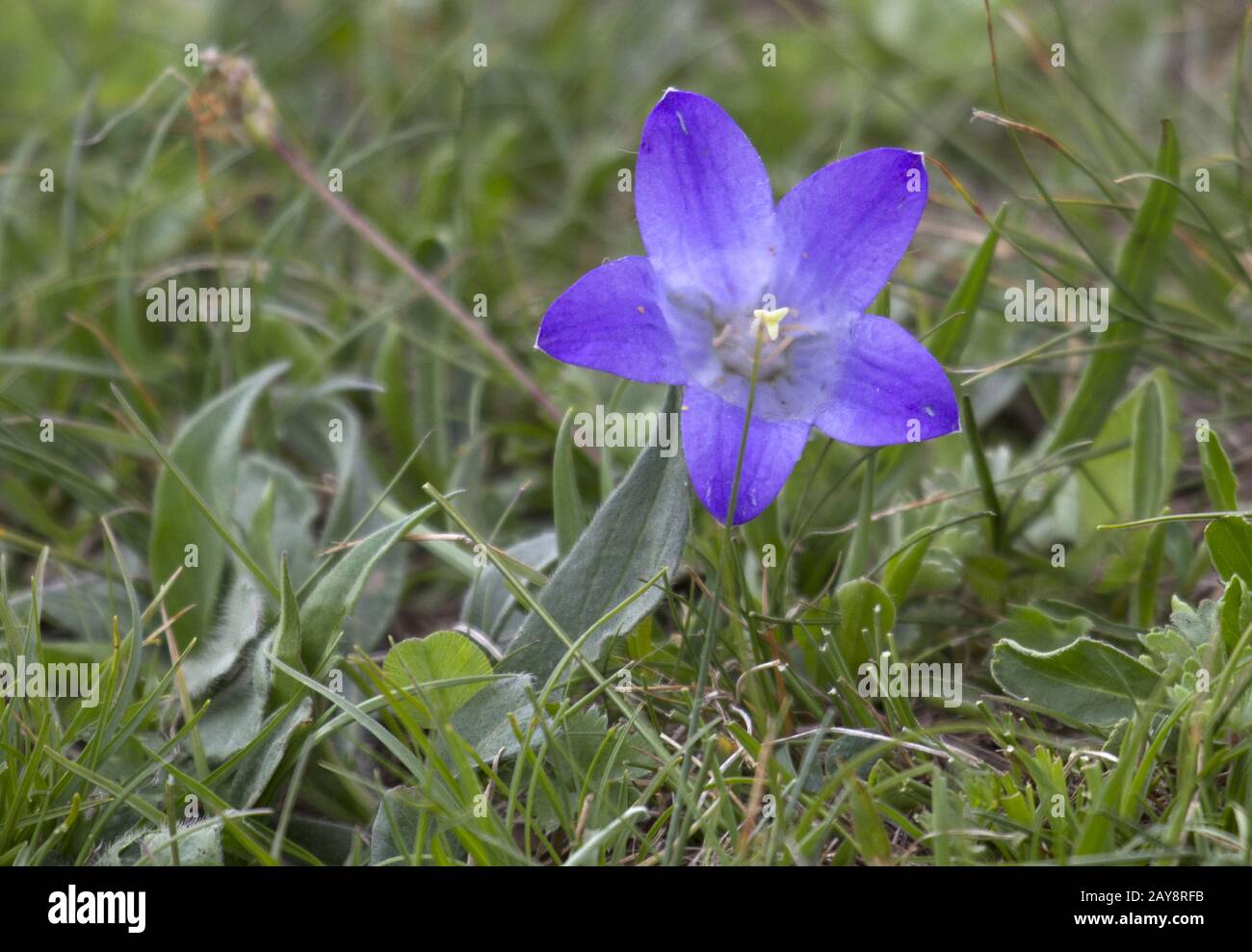 Stepanzminda, Kazbegi, Campanula Petrophyla, Georgia Stockfoto