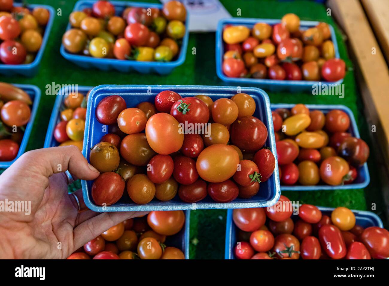 Hand, die einen blauen Styroporbehälter hält, der mit runden Kirschtomaten bis zum Rand gefüllt ist. Bio-Gemüse auf dem lokalen Lebensmittelmarkt. Verschwommener Hintergrund. Stockfoto